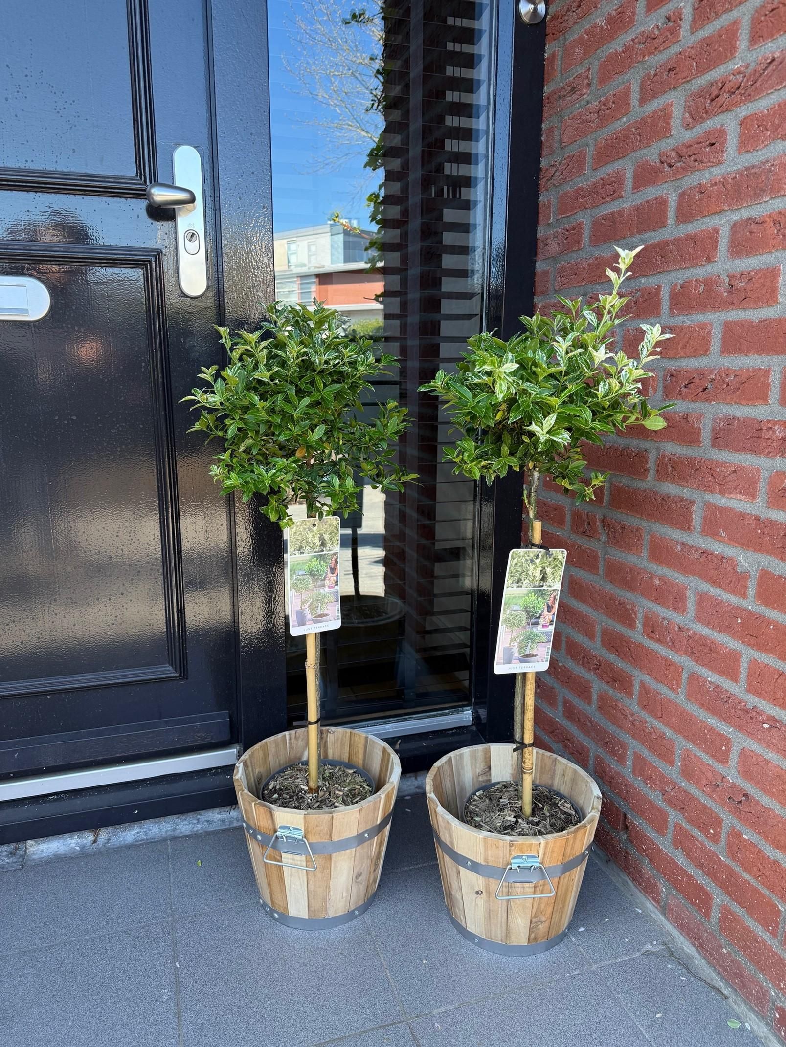 Euonymus fortunei Harlequin – Stamm-Pflanze | Immergrün | Wenig Pflege – Topf 19cm, 90cm Hoch