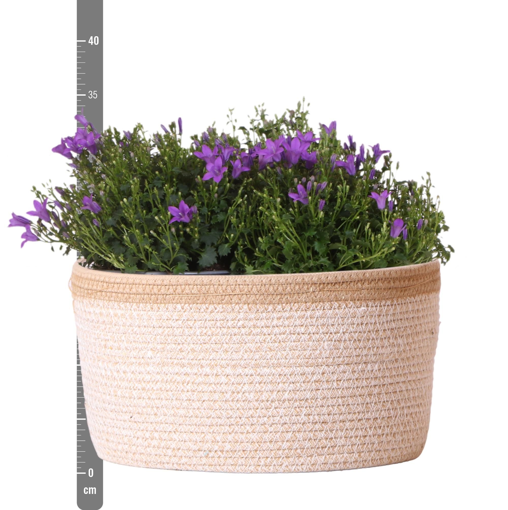 Campanula Addenda Ambella Glockenblume im Baumwollkorb mit Bewässerungssystem