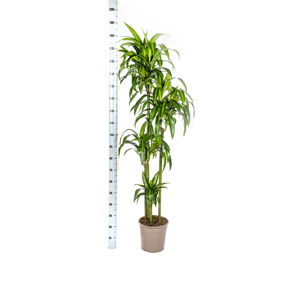 Drachenbaum Hawaiian Sunshine – Ø27cm | 1,70-1,90m Wuchshöhe