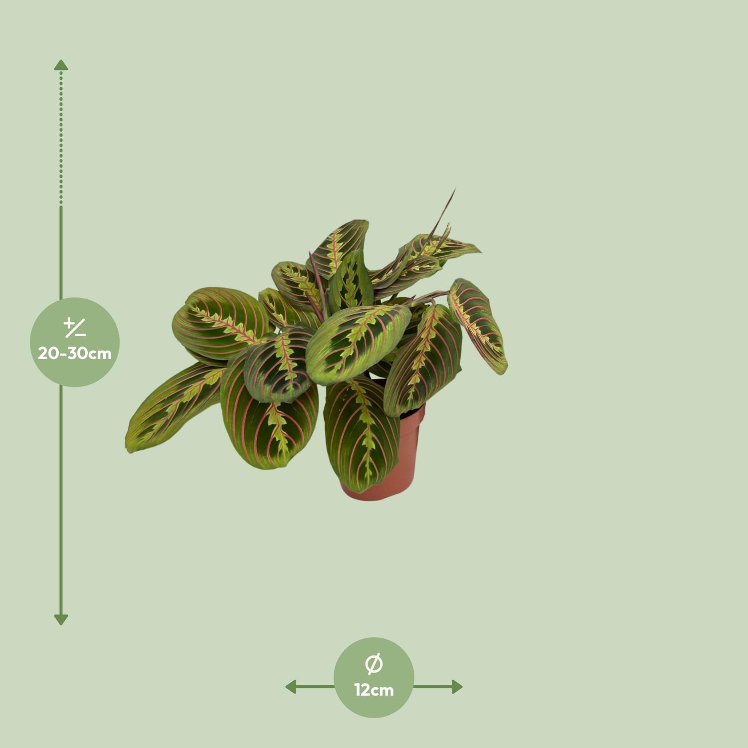Maranta Fascinator – attraktive Zimmerpflanze mit gemusterten Blättern