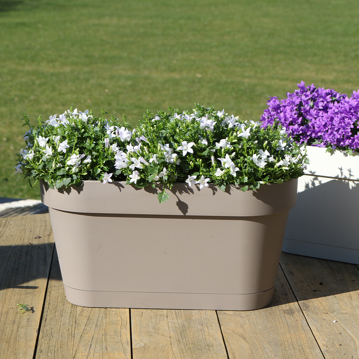 Taupe Balkonpflanzer mit weißen Campanula Stauden