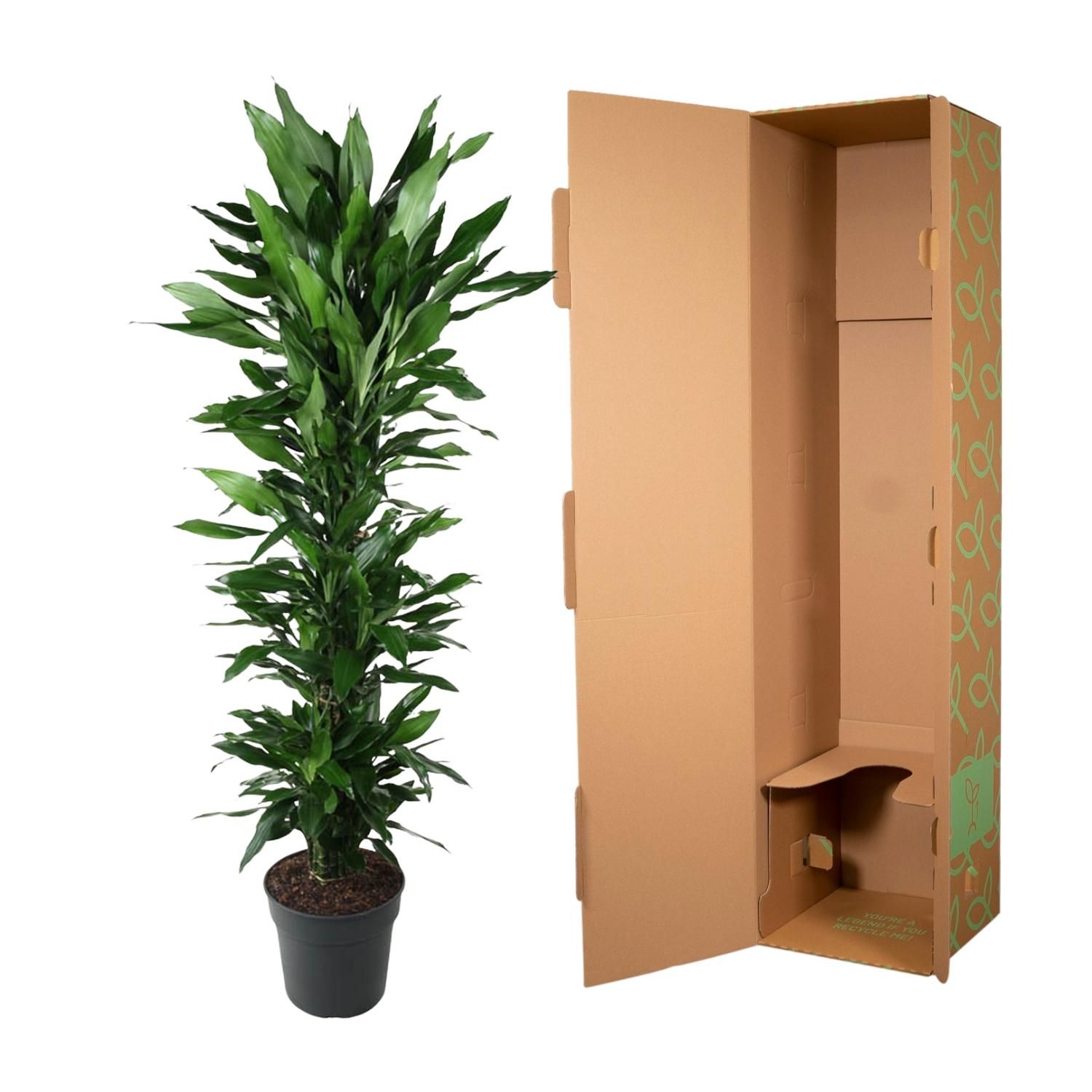 Dracaena Janet Lind hochgewachsen mit glänzenden Blättern