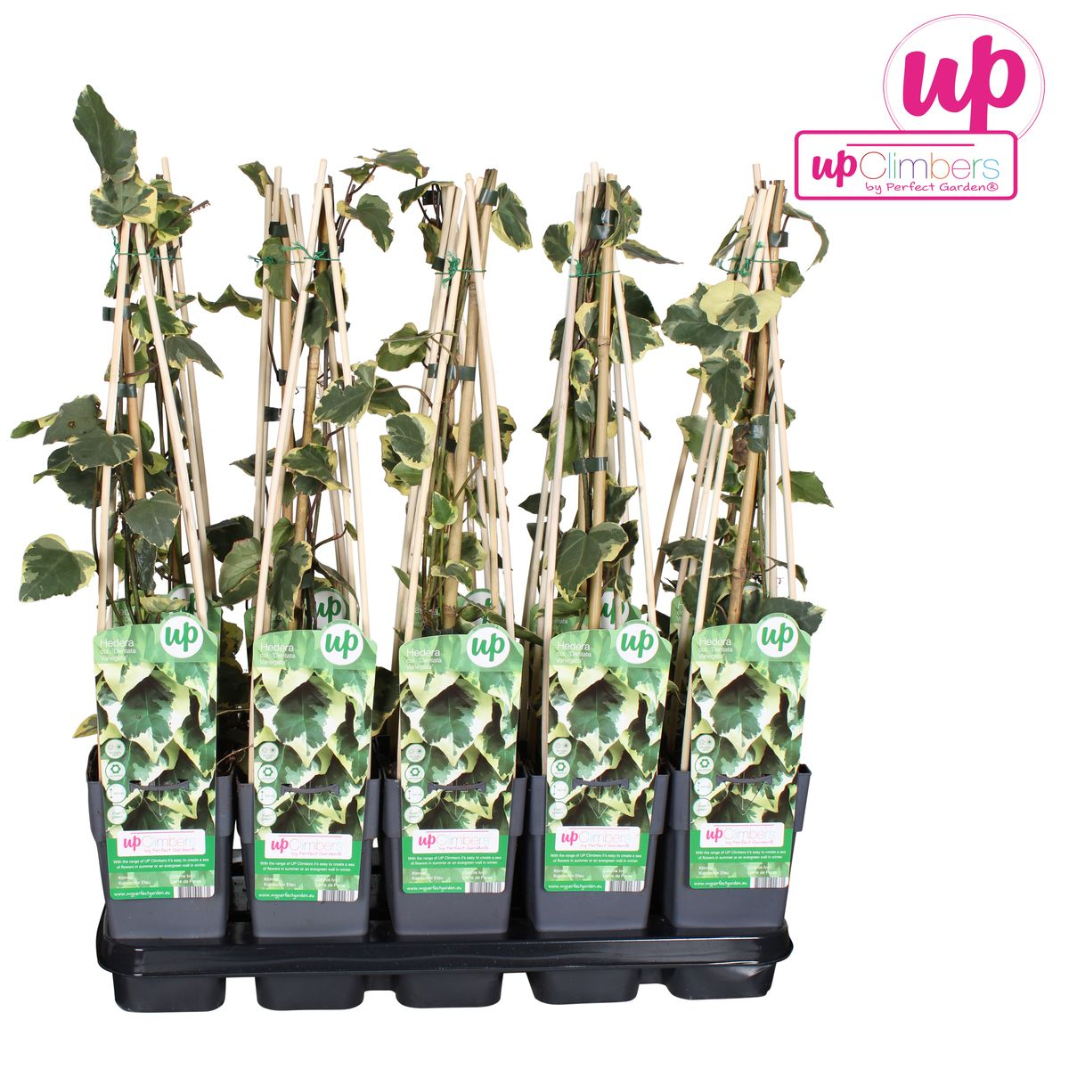 Efeu Hedera colchica Dentata Variegata Zimmerpflanze