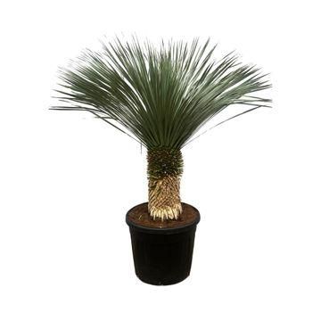 Yucca Rostrata – 200 cm – winterhart & pflegeleicht