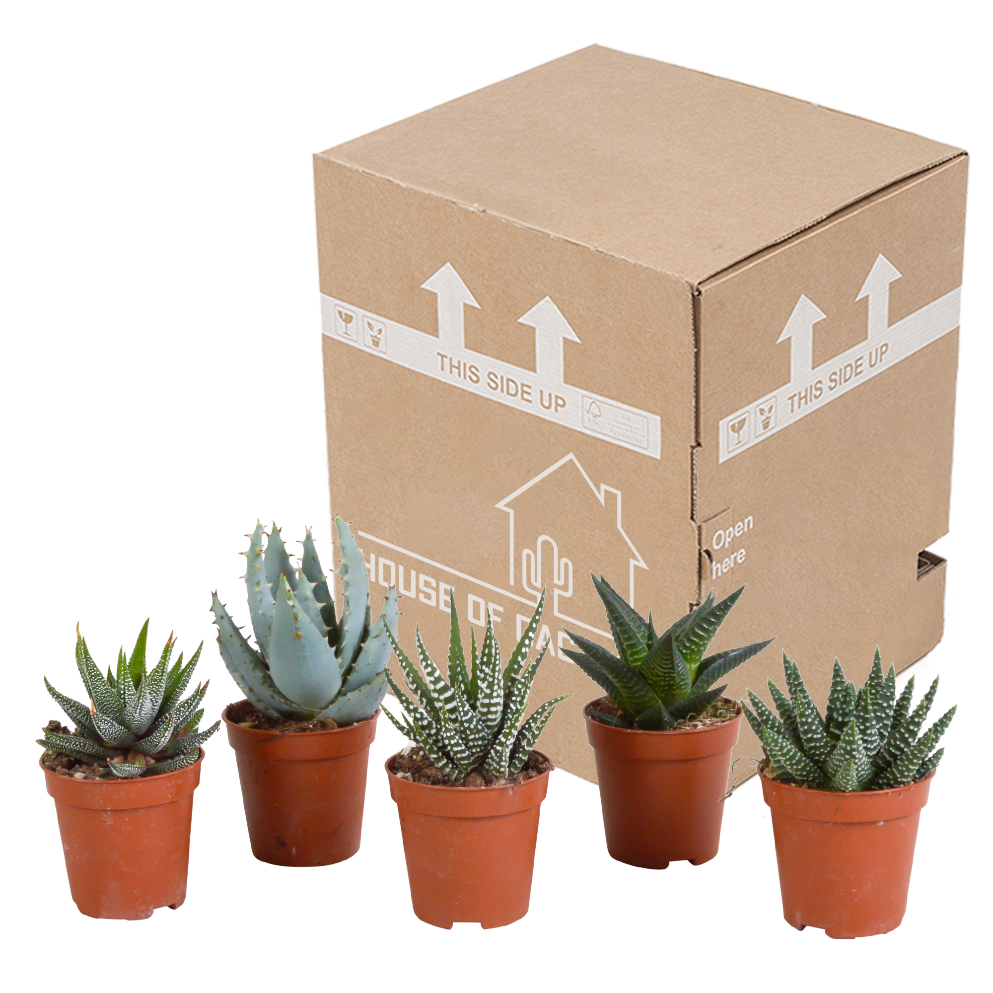 Gasteria und Haworthia Mix Sukkulenten ohne Topf
