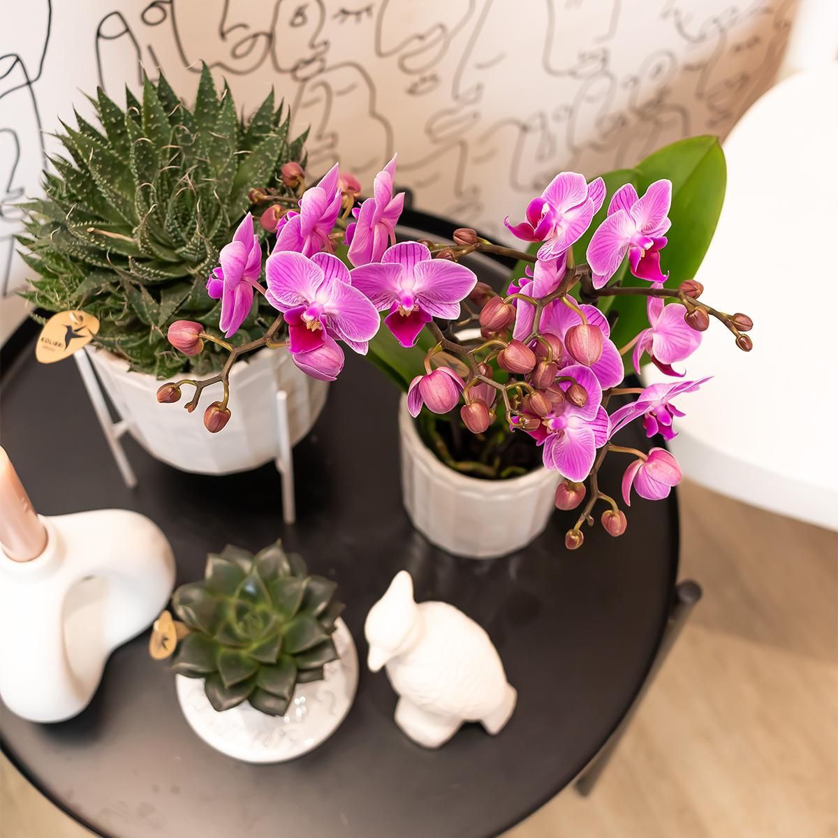 Phalaenopsis Orchidee - lila blühende Zimmerpflanze