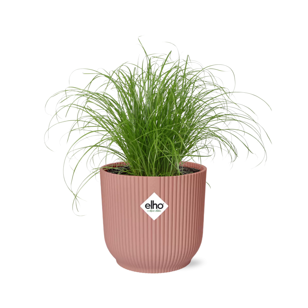 Cyperus alternifolius Schirmschilf Zimmerpflanze in Rosa Dekopot
