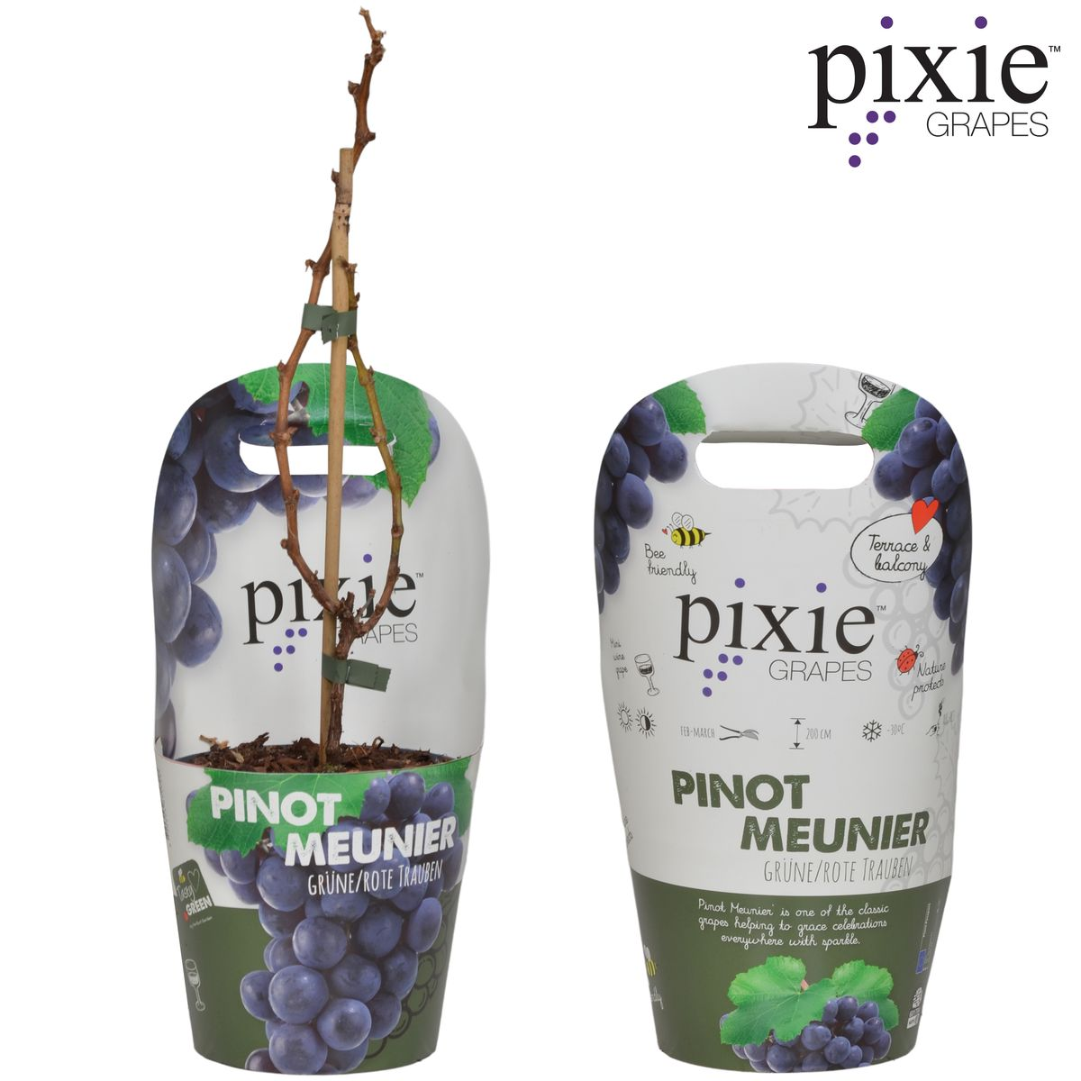 Vitis Pixie Pinot Noir Zwergtraube