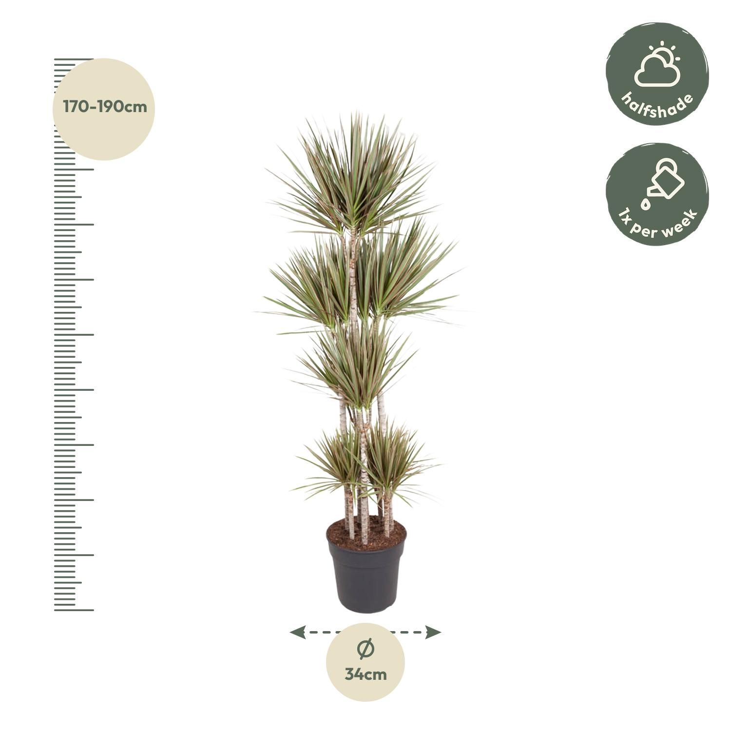 Dracaena Bicolor Carrousel Zimmerpflanze