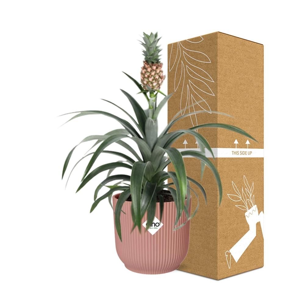 Ananas Pflanze Mi Amigo in ELHO Vibes Fold Topf