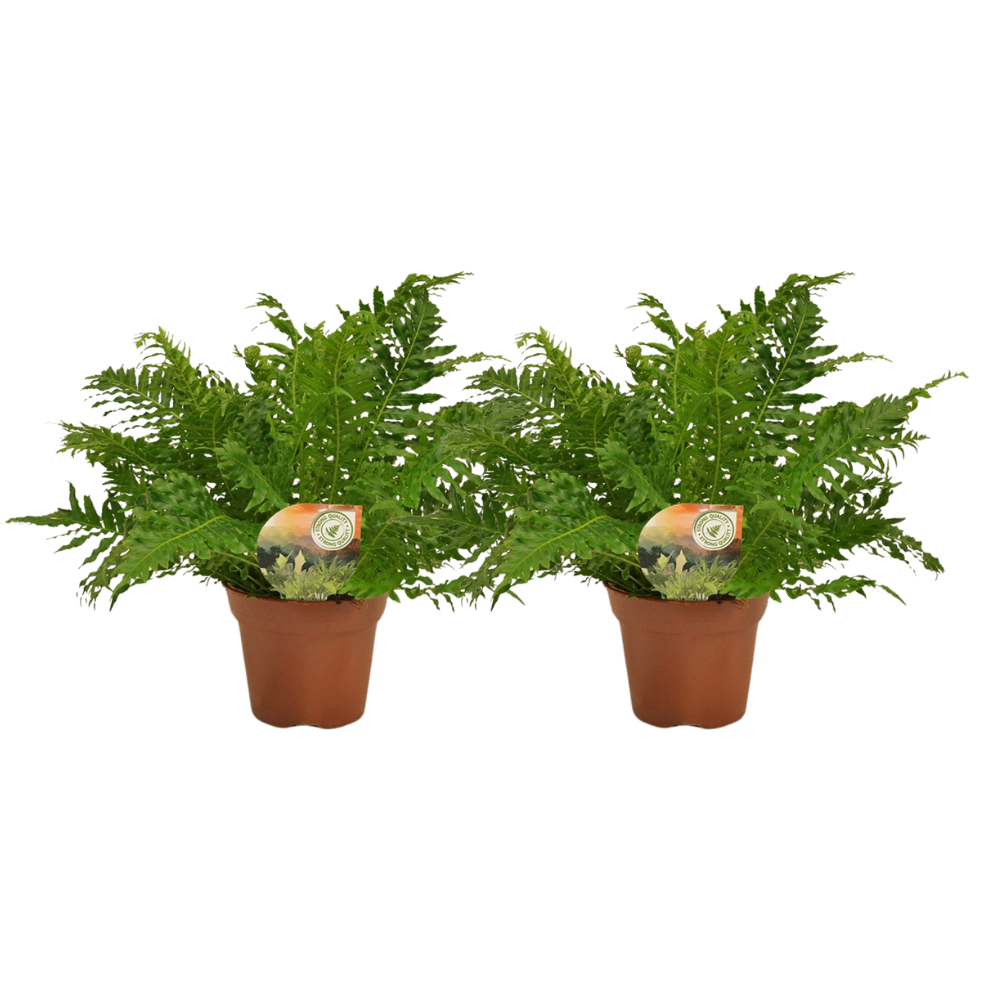 Blechnum | Silver Lady | 2 Stück | Ø17cm | ↕50cm