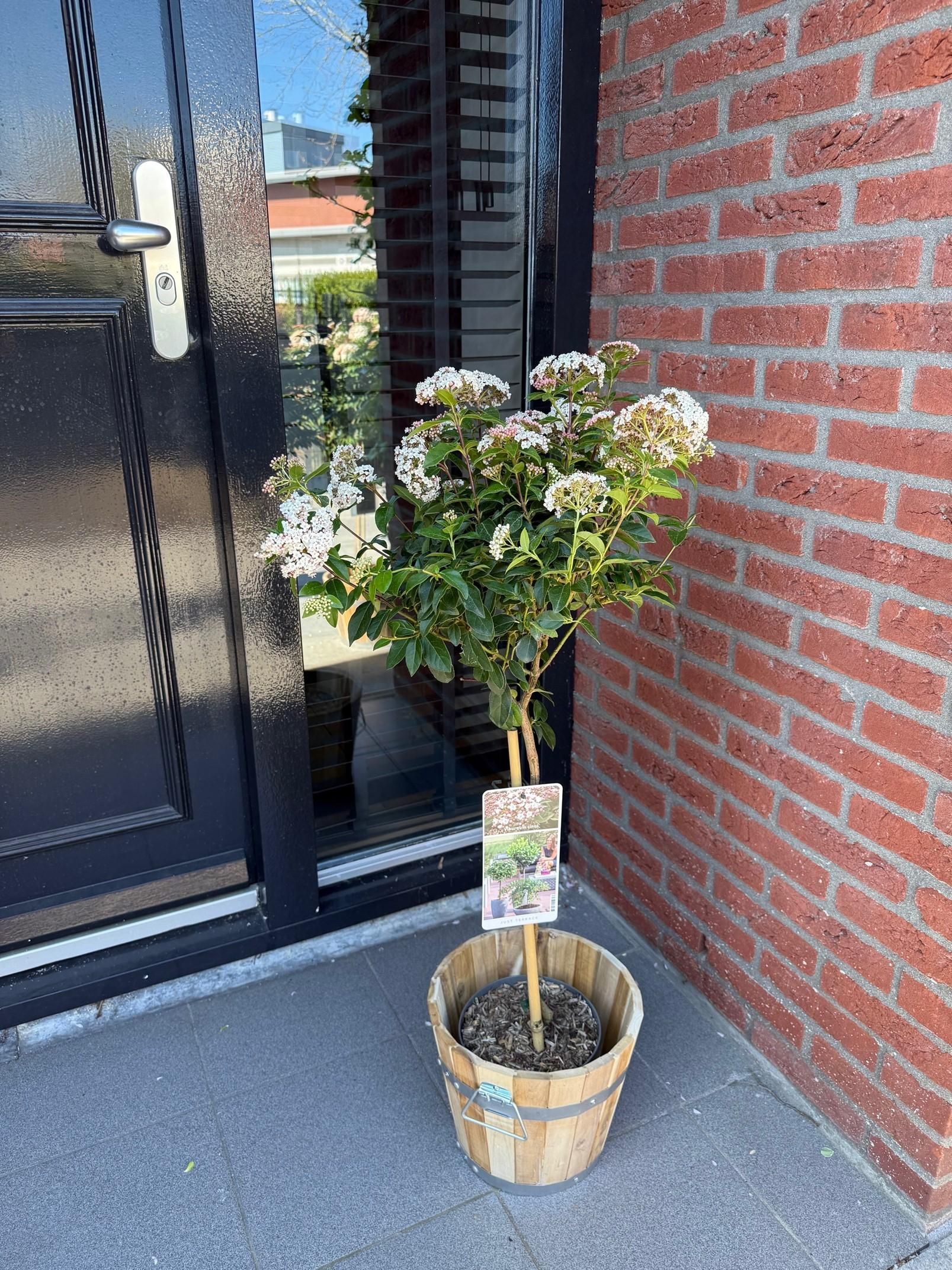 Viburnum tinus Stamm | Immergrün | Pflegeleicht – Terrassenpflanze, Topf 19cm, Höhe 90cm