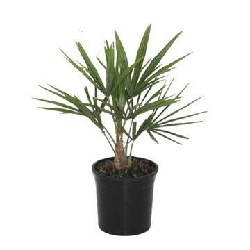 Chinesische Hanfpalme - Robuste Gartenpalme – winterhart | 40 cm