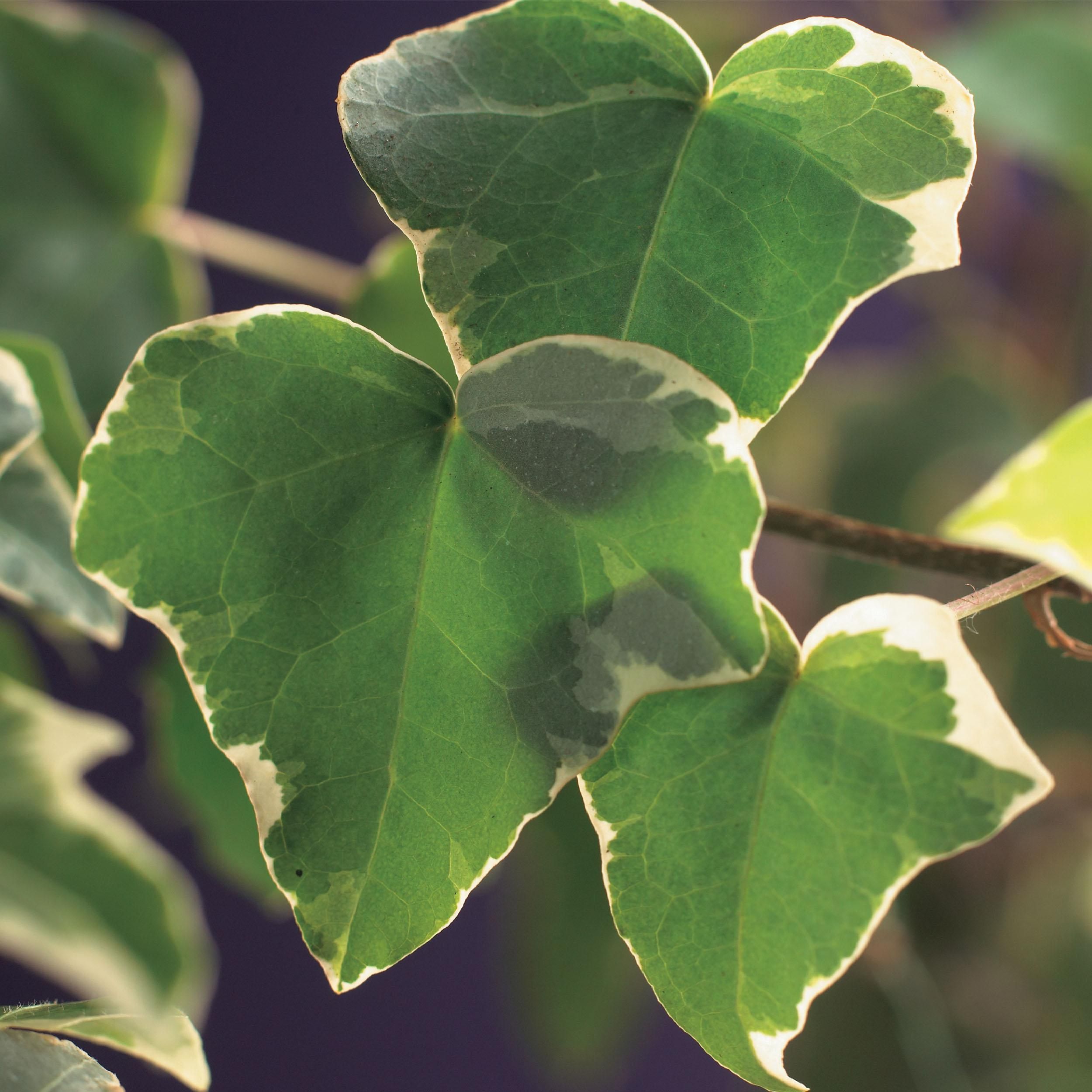Hedera Glacier Efeu Kletterpflanze