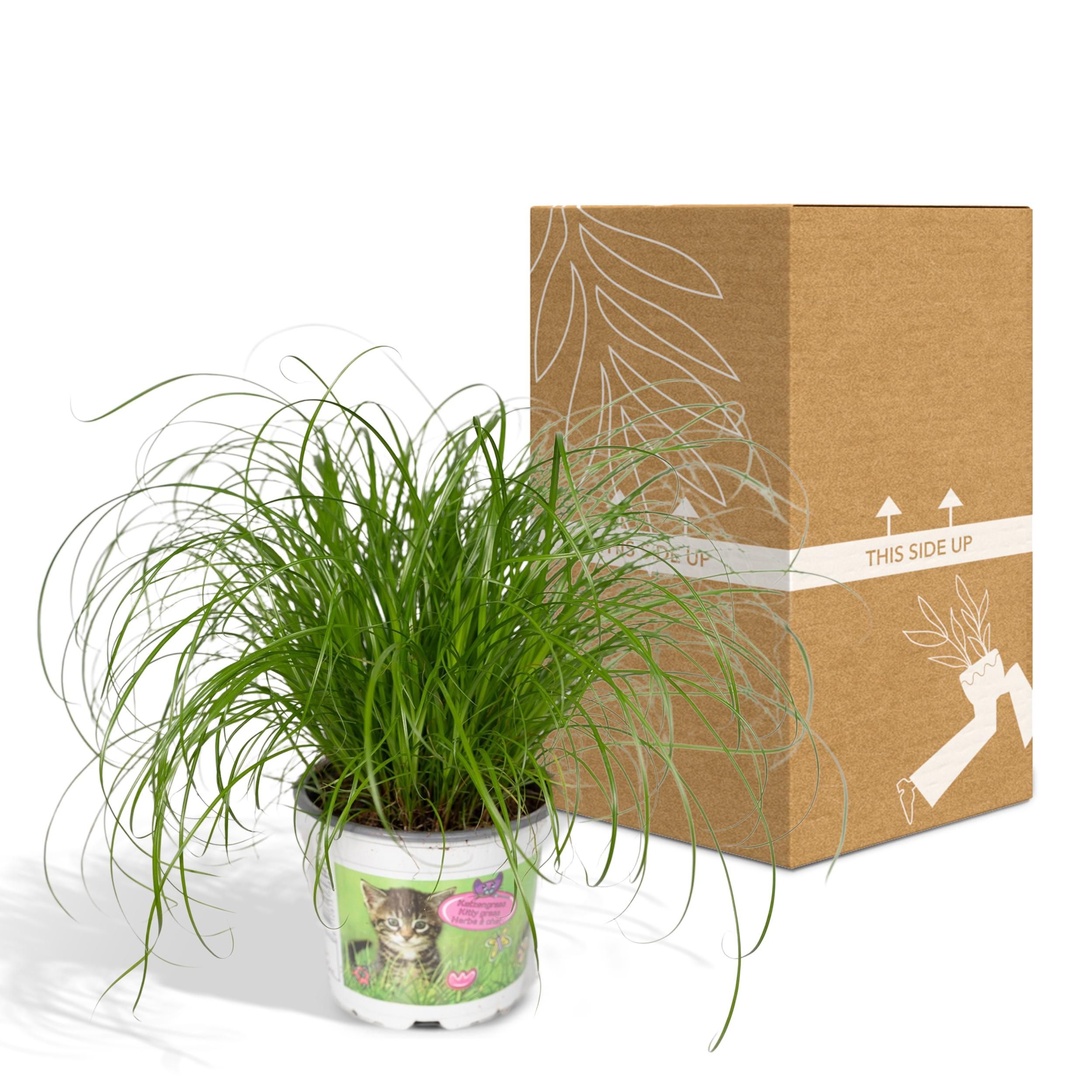 Cyperus Alternifolius Katzengras Zimmerpflanze