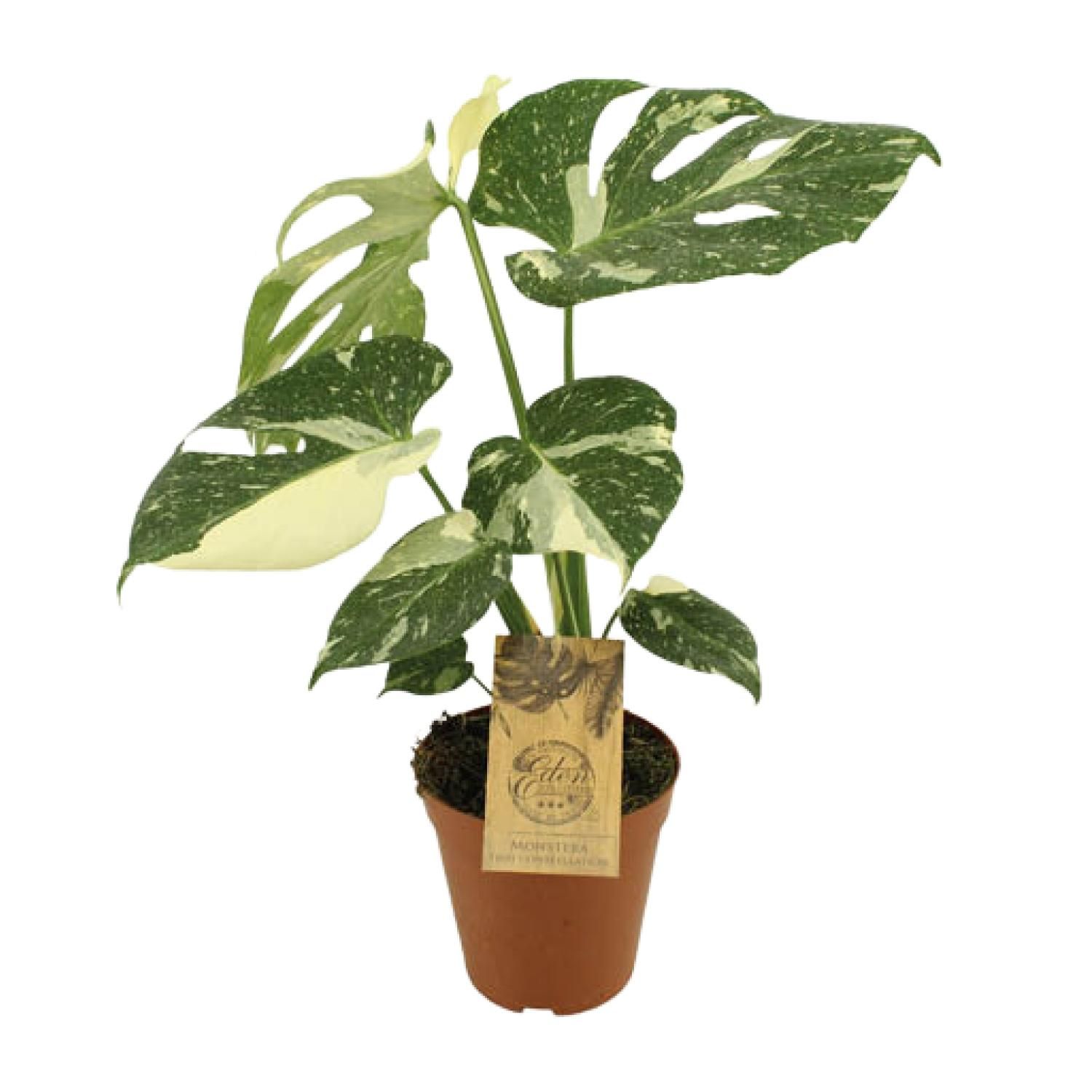 Monstera Thai Constellation Zimmerpflanze