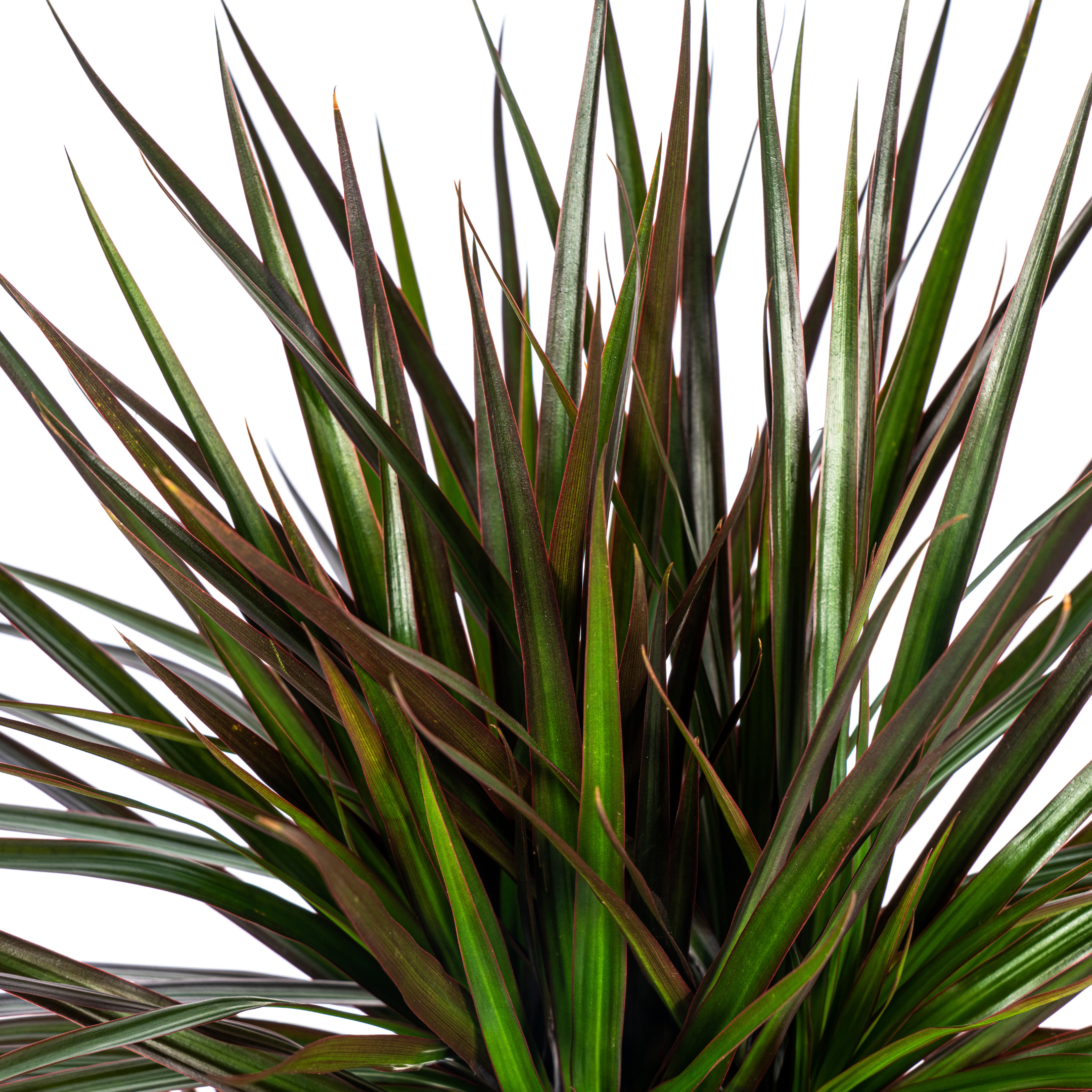 Dracaena Marginata Magenta – Robuste Zimmerpflanze – 130-150cm hoch