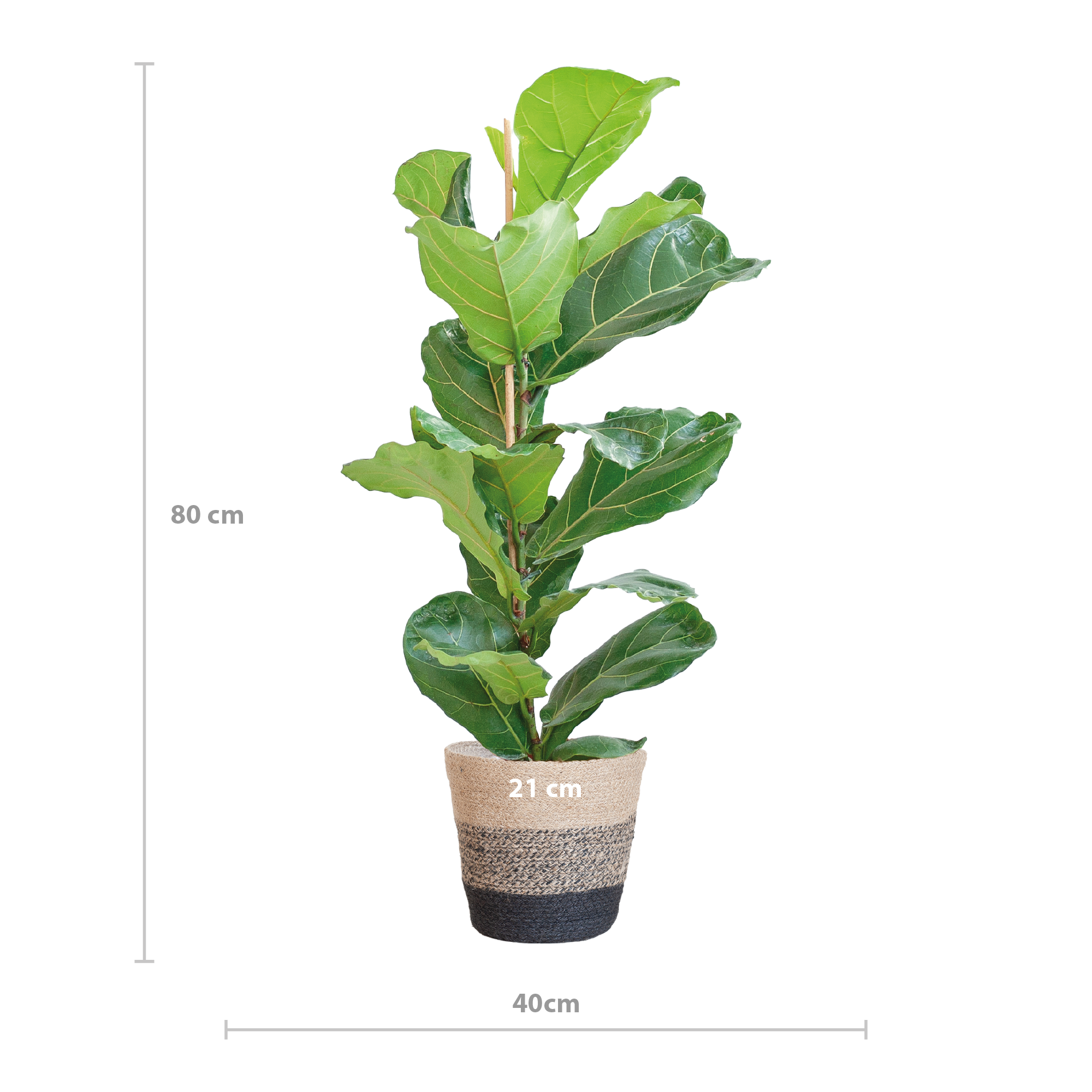 Ficus Lyrata im Korb – 80cm hoch – mit schwarzem Korb Ø21