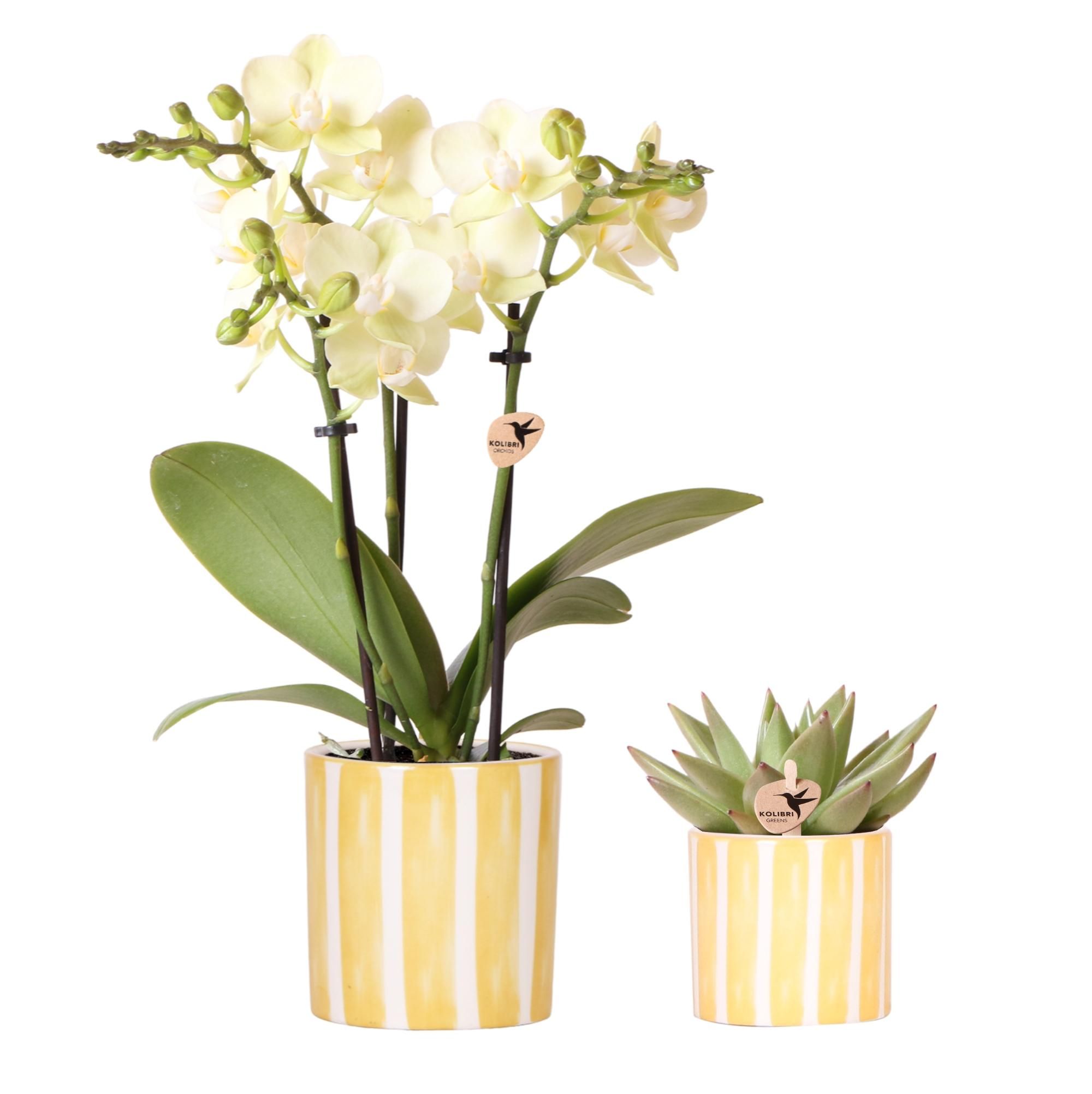 Set Gelbe Orchidee & Sukkulente – Im Painted Stripe Ziertopf – Topfgröße Ø9 & Ø6cm