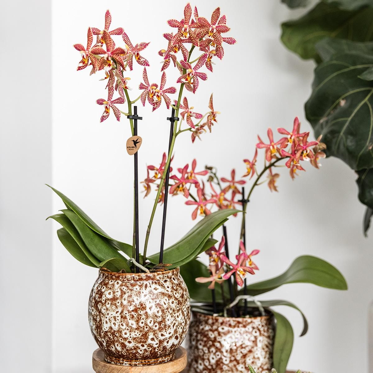 Keramik Safari Blumentopf Ø12cm