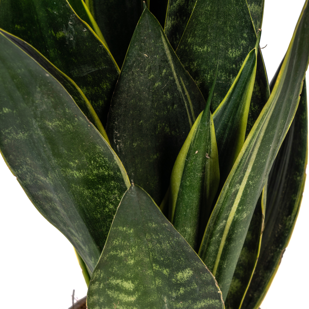 Sansevieria Futura Black - Ø17cm Topf - 45-55cm Höhe