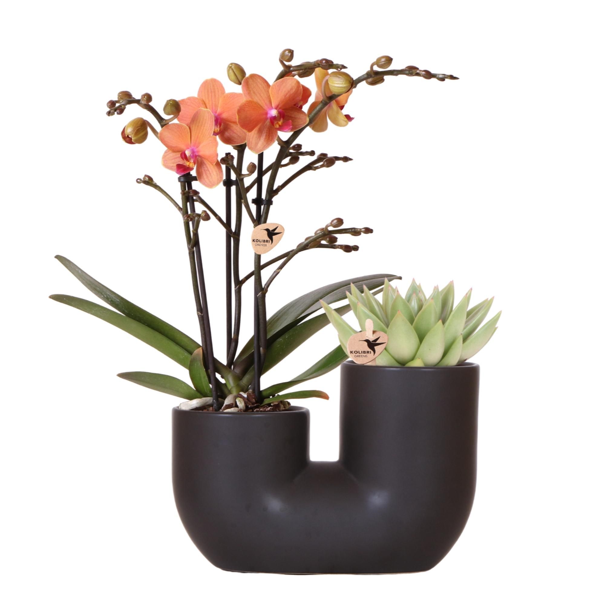Exotisches Set: Orchidee orange & Sukkulente im Röhrentopf Schwarz – Ø9cm Topf – Blühende Zimmerpflanze