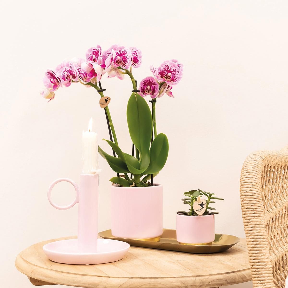 Phalaenopsis Orchidee in kräftigen Rosatönen
