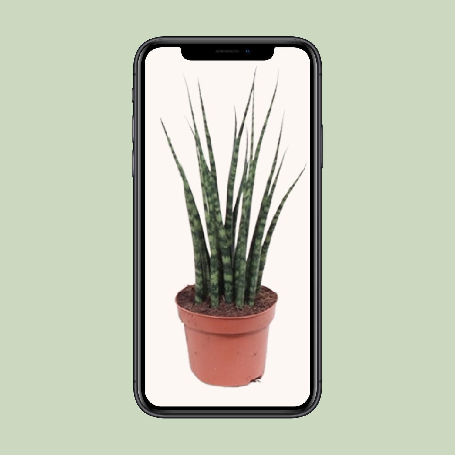 Sansevieria Fernwood Mikado Zimmerpflanze