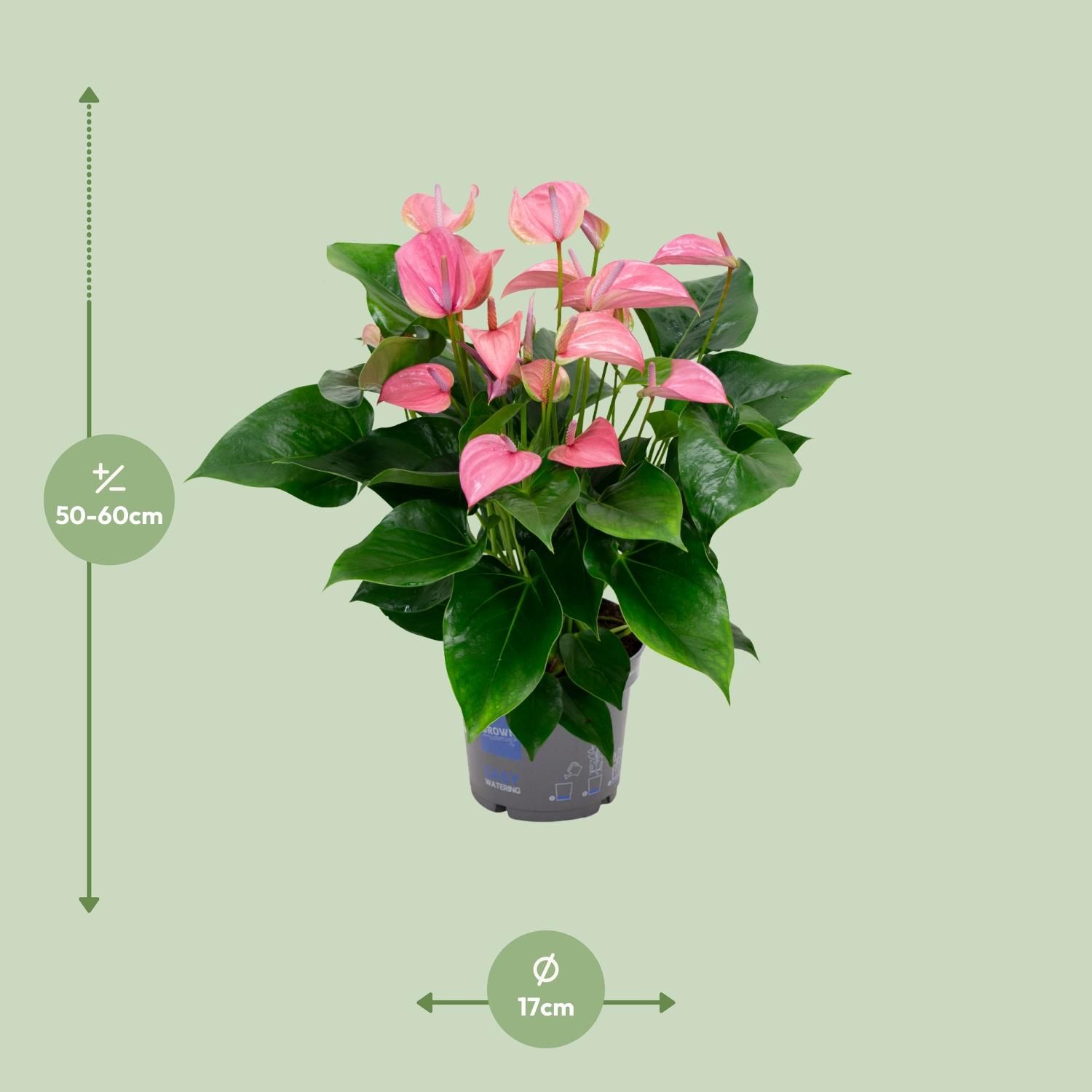 Anthurium KARMA Joli - Ø17cm – ↕55cm