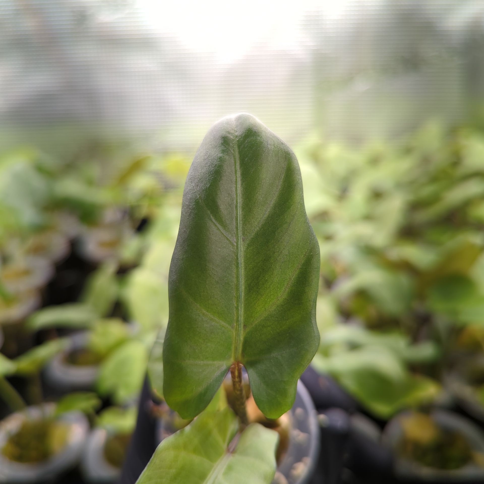 Alocasia lauterbachiana + self-watering pot