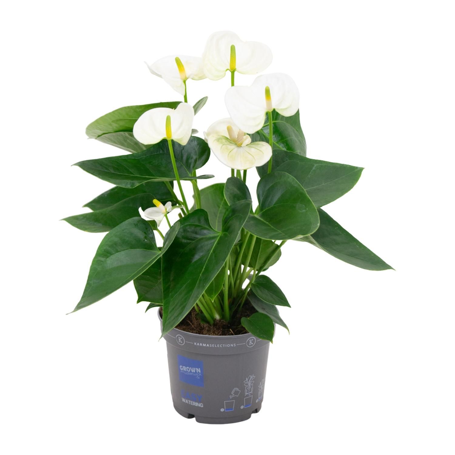 Anthurium White - Elegante Zimmerpflanze mit Herzblättern
