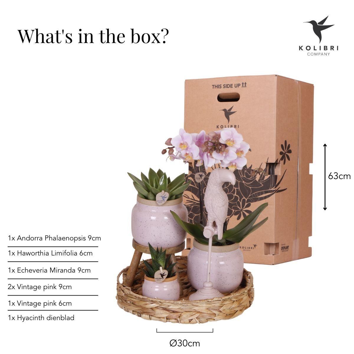 Phalaenopsis Orchidee im romantischen Pflanzenset