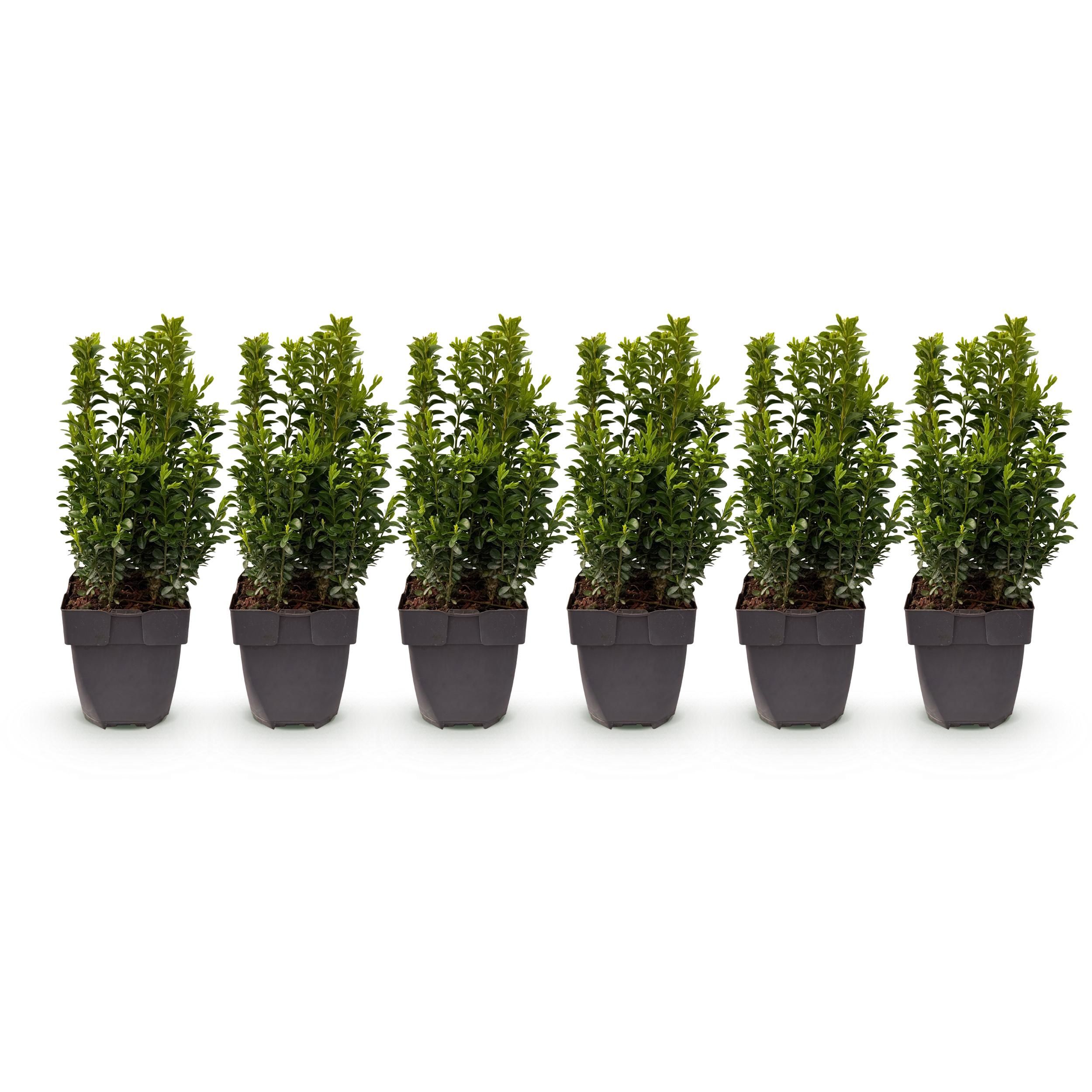 Buxus sempervirens Set – immergrün | 6 Pflanzen für 1 Meter Hecke