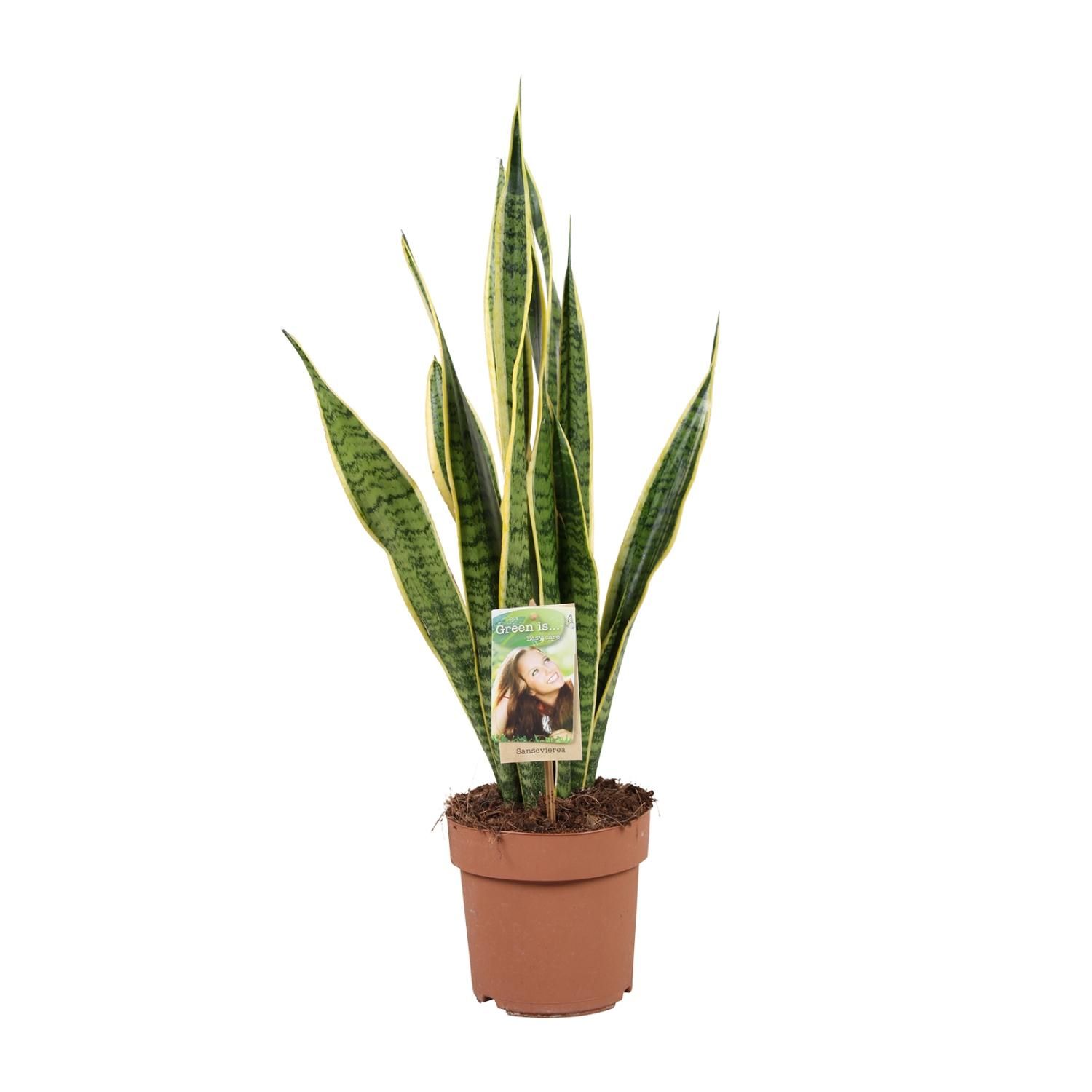 Sansevieria Laurentii Zimmerpflanze