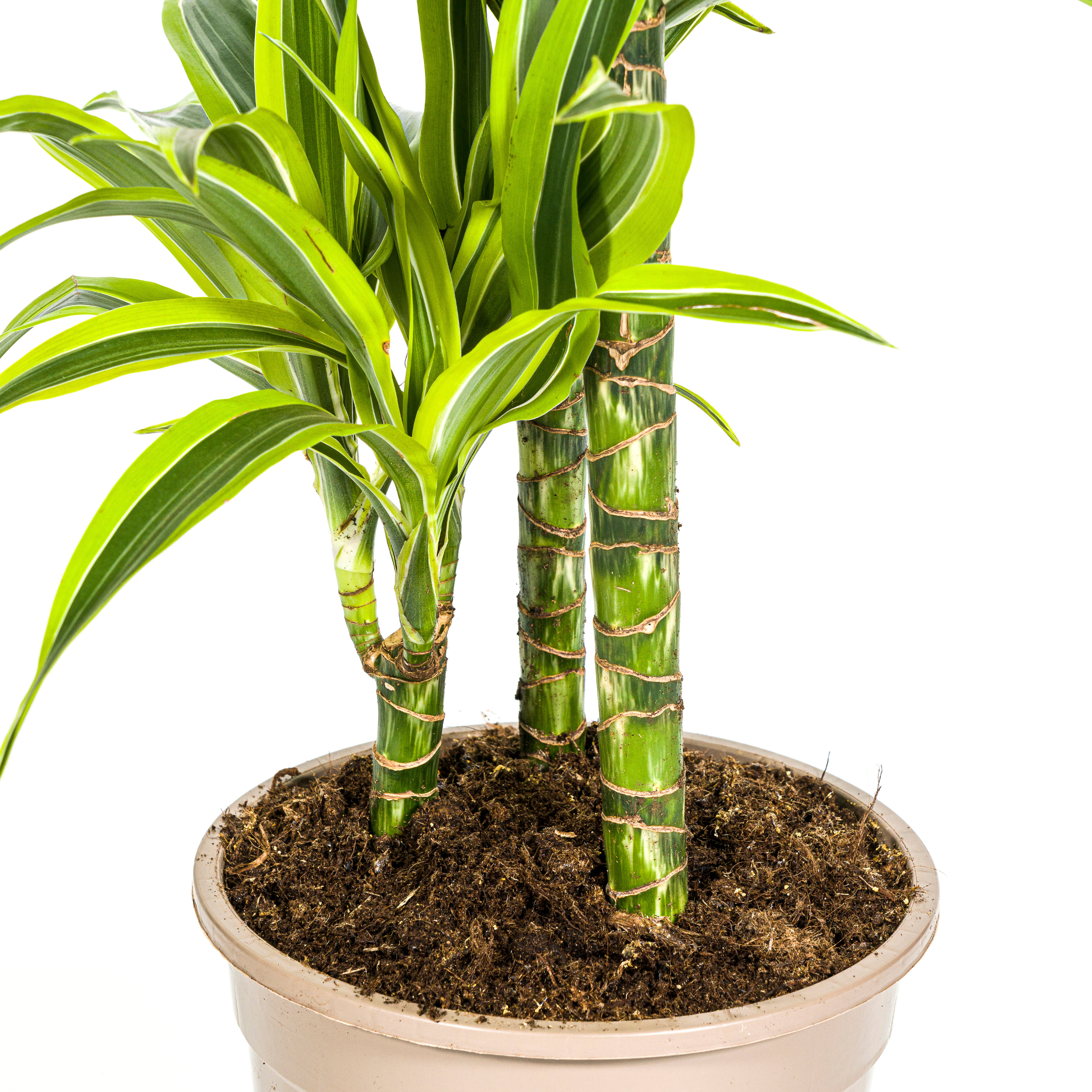 Dracaena Lemon Lime | Ø21cm Topf | Höhe 90-110cm