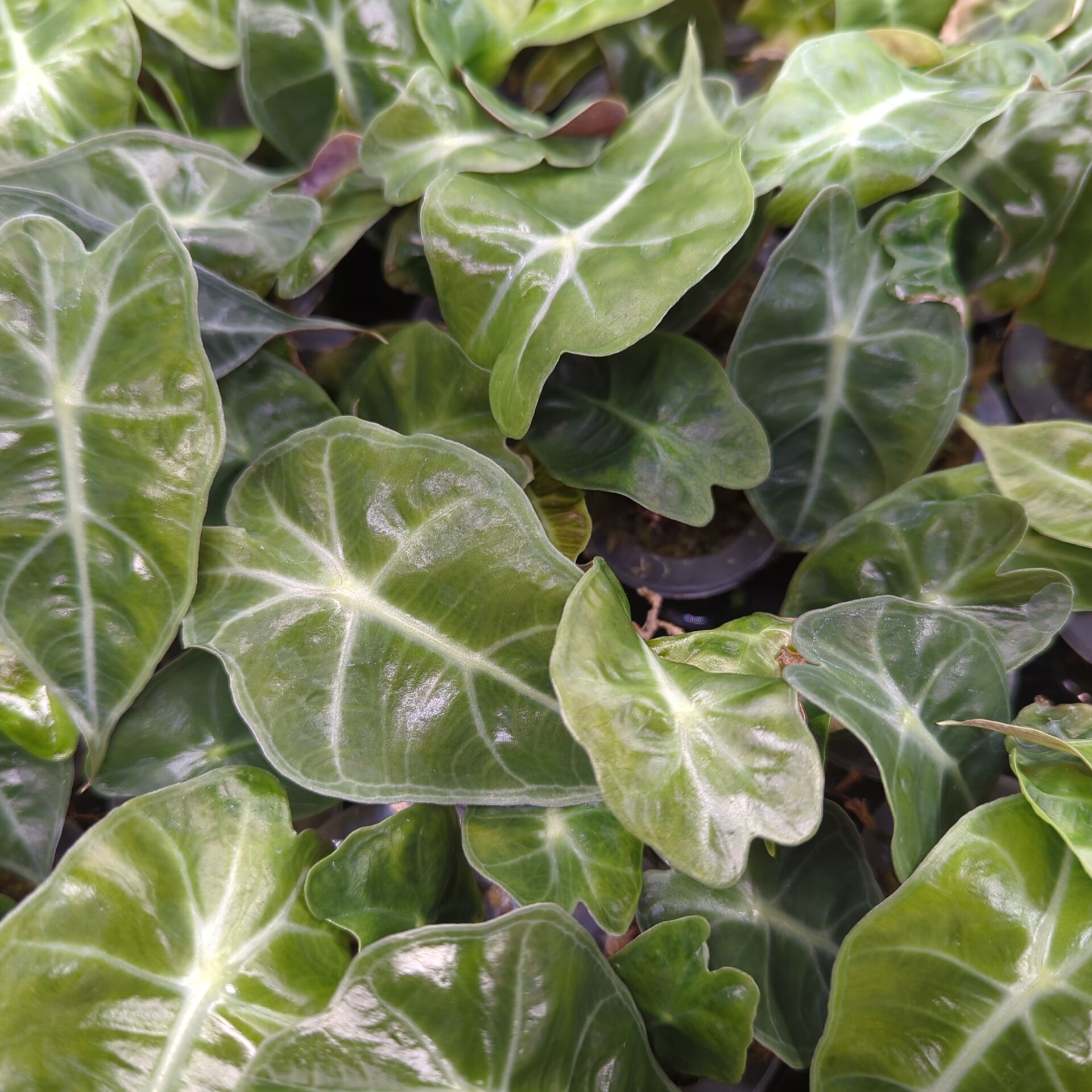 Alocasia sanderiana Dwarf Amazonica + selbstbewässernder Übertopf