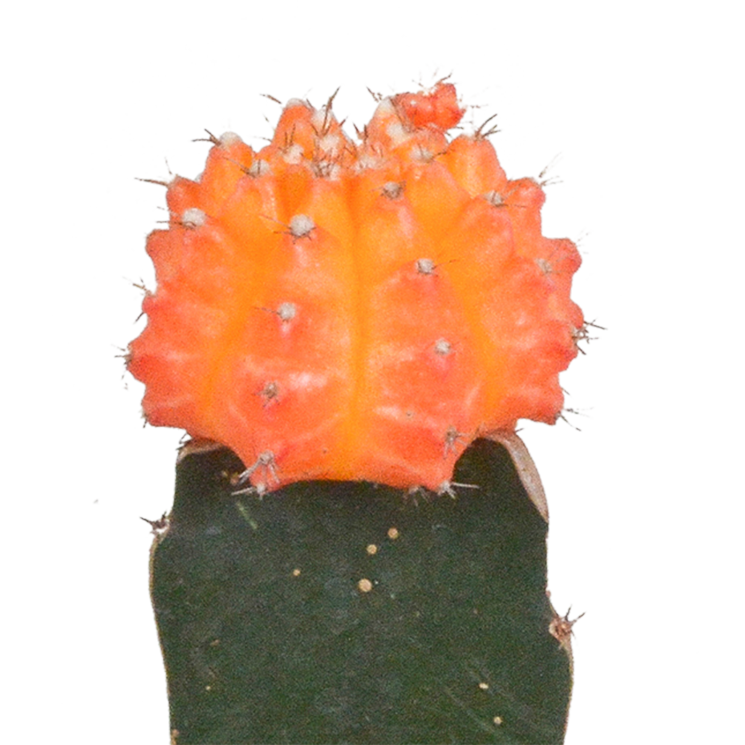 Bunte Gymnocalycium Farbmix Sukkulenten