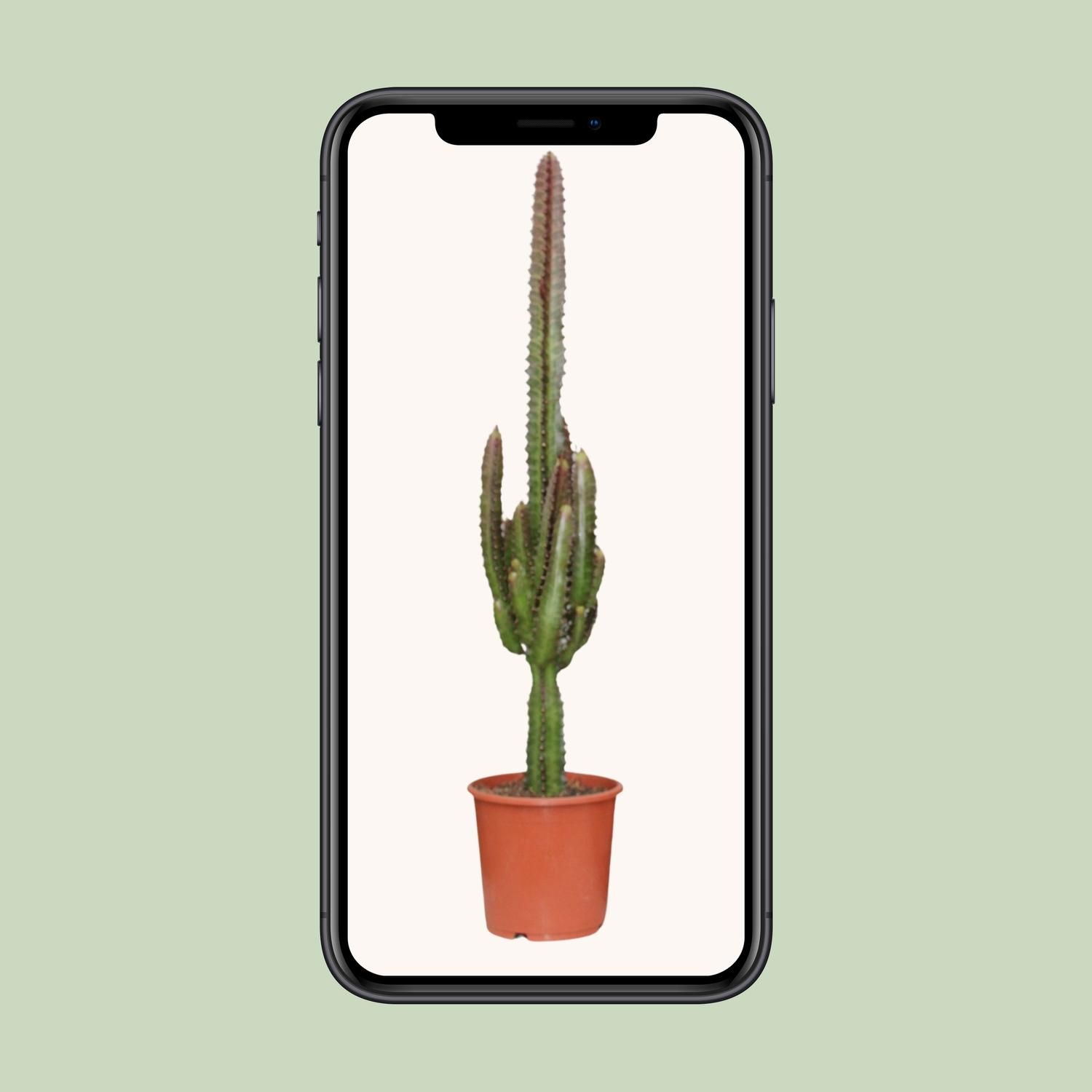 Euphorbia Trigona Rubra Zimmerpflanze