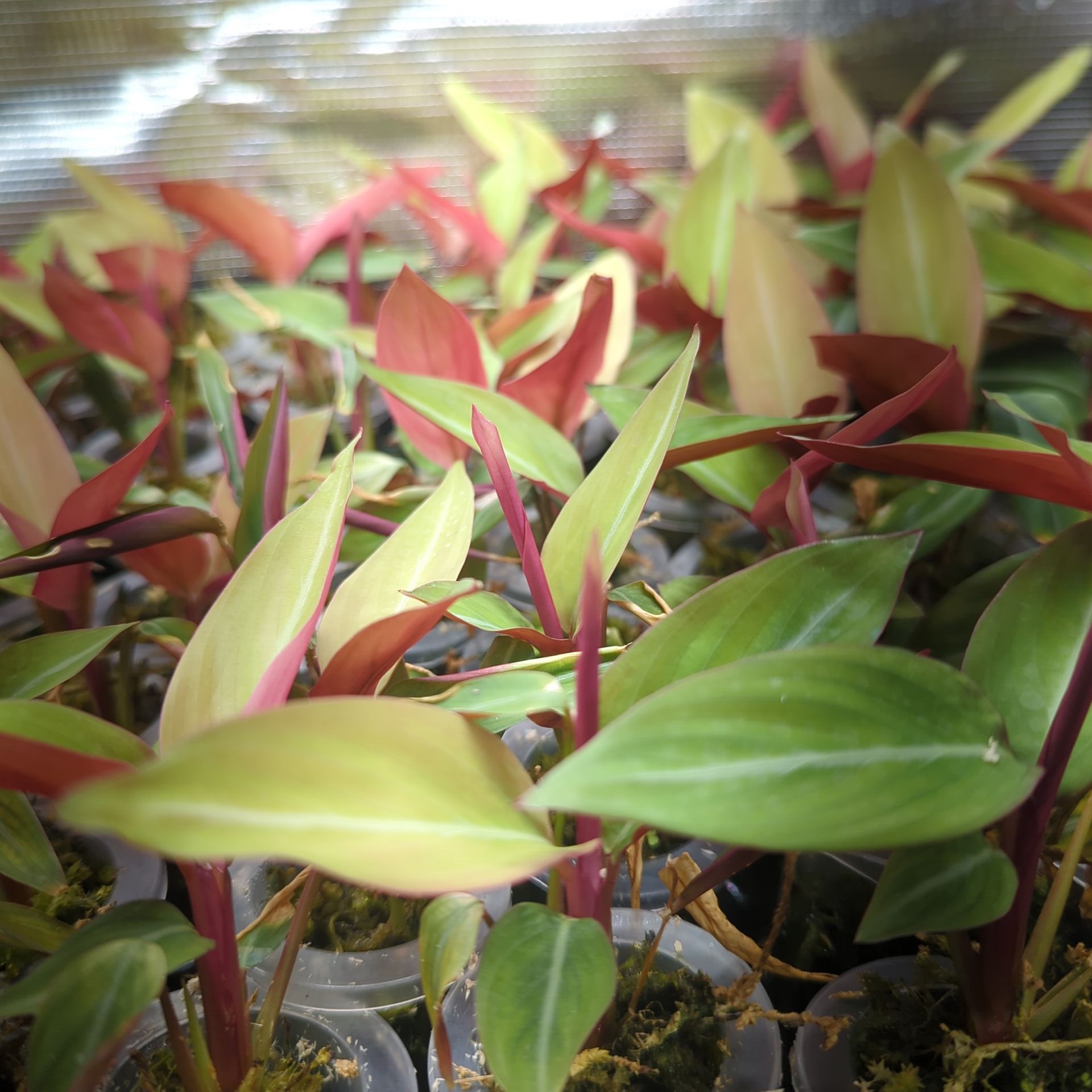 Baby Stromanthe Sanguinea