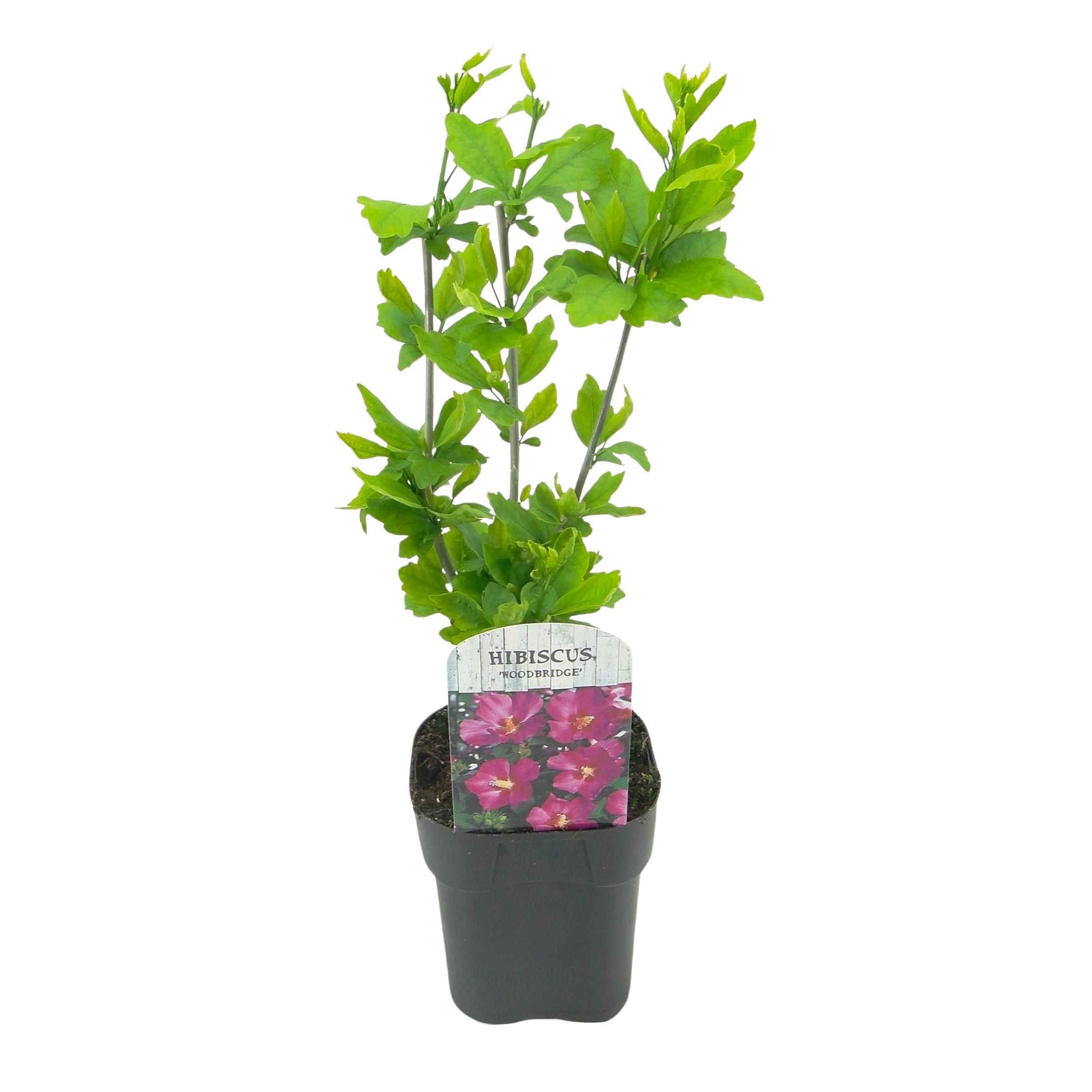 Hibiscus syriacus Woodbridge Stockrose – Rosa Blüten – Pflegeleicht | Laubabwerfend