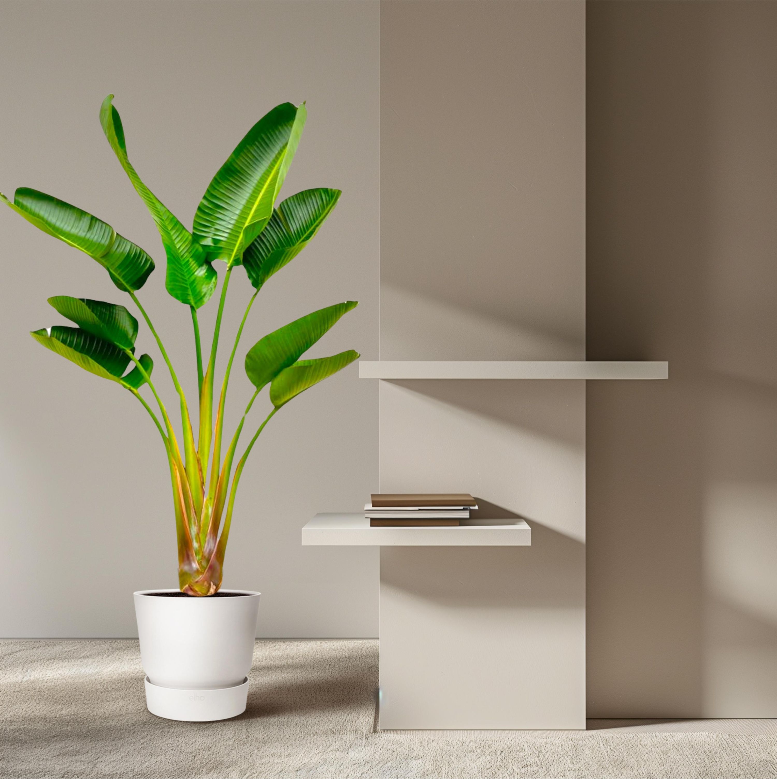 Strelitzia Augusta Weiße Paradiesvogelpflanze