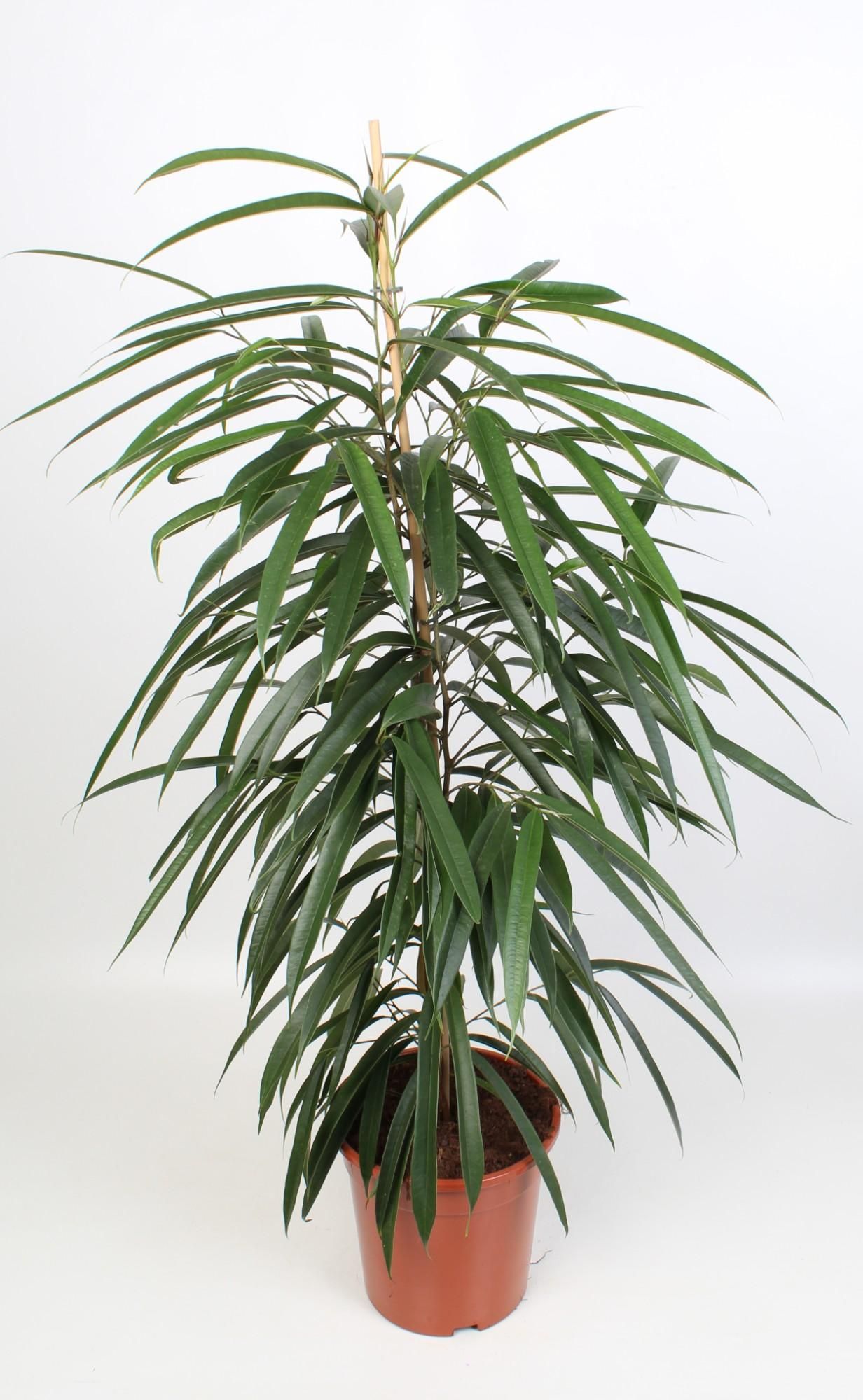Ficus Binnendijkii Alii Zimmerpflanze