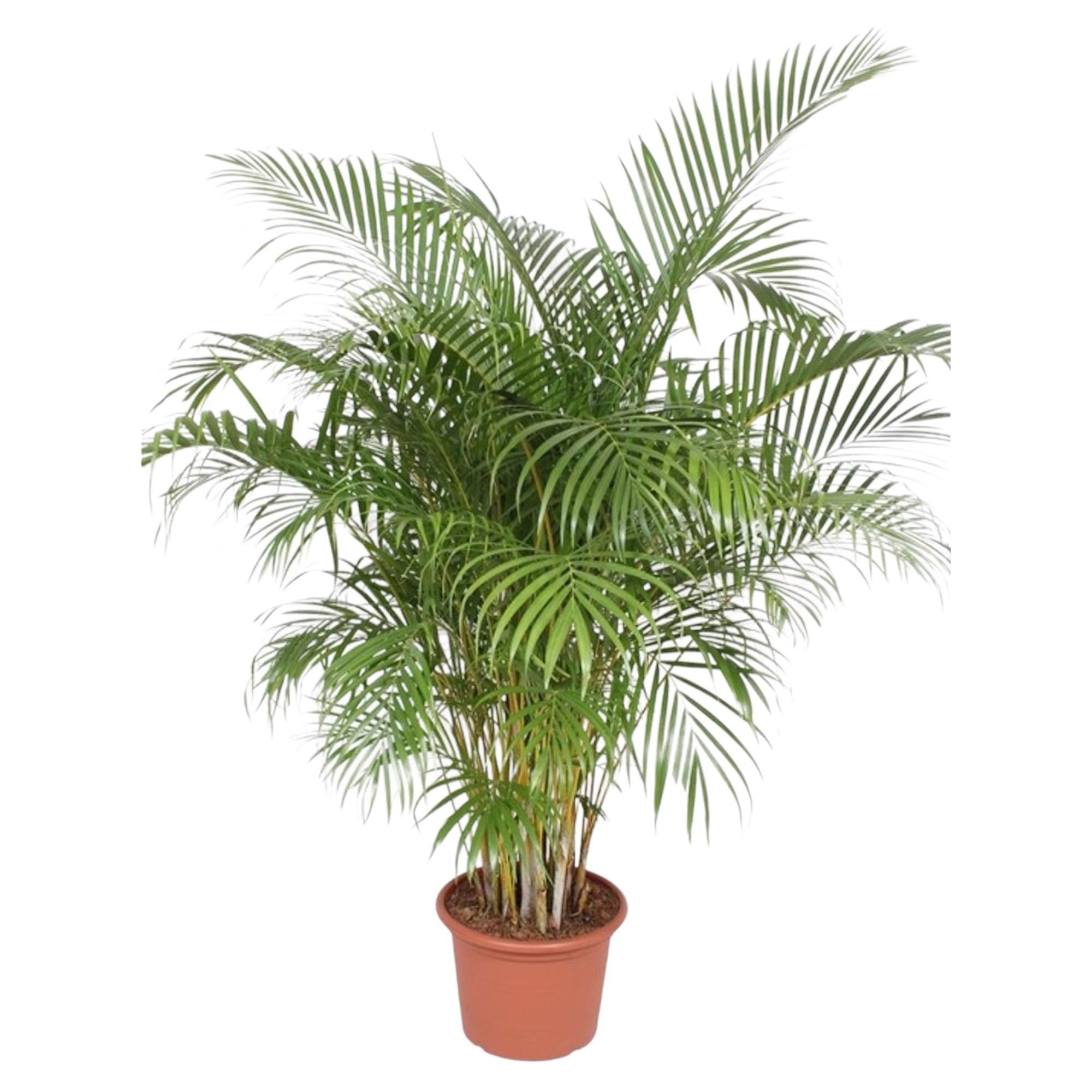 Dypsis Lutescens Areca-Palme