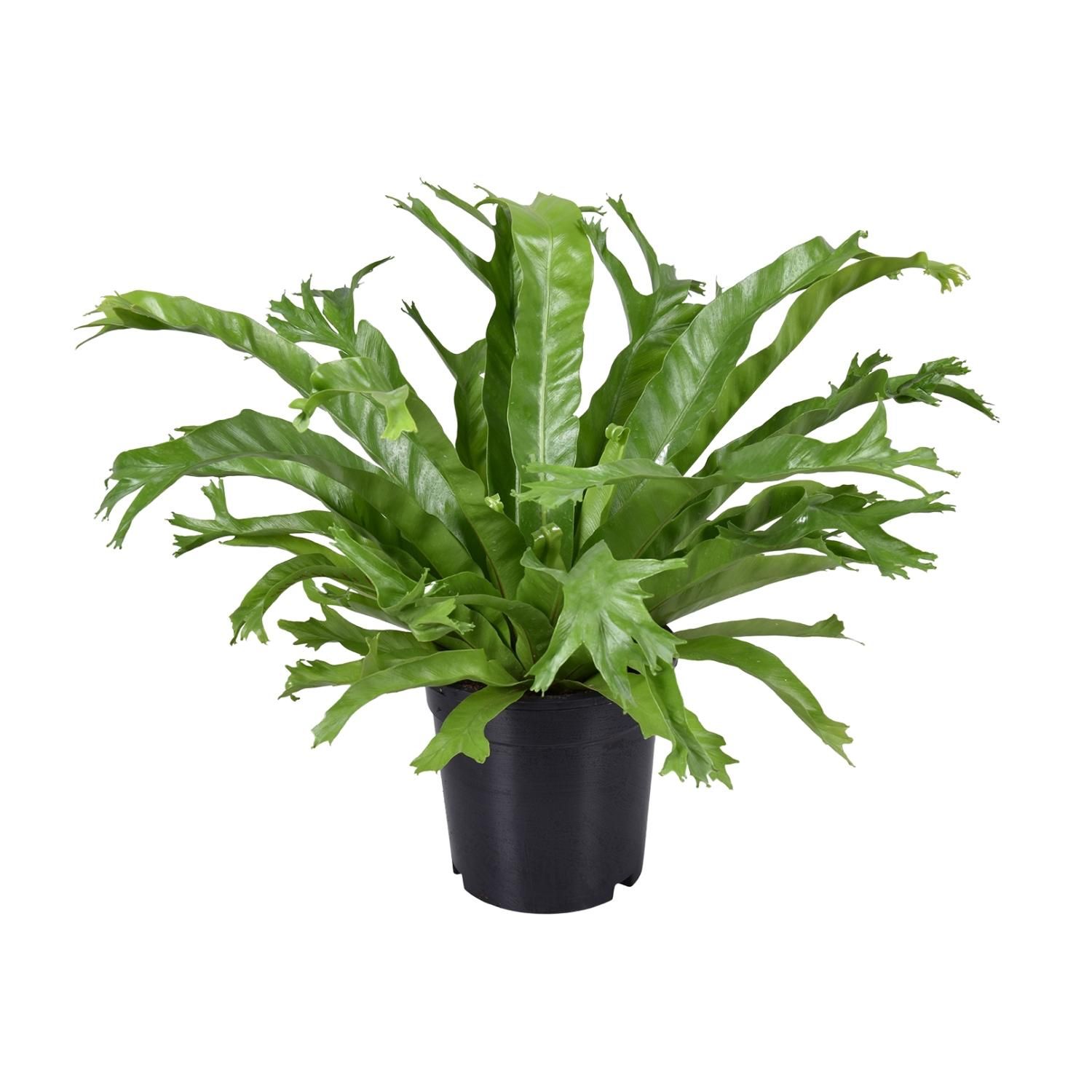 Asplenium nidus Crissie Zimmerfarn