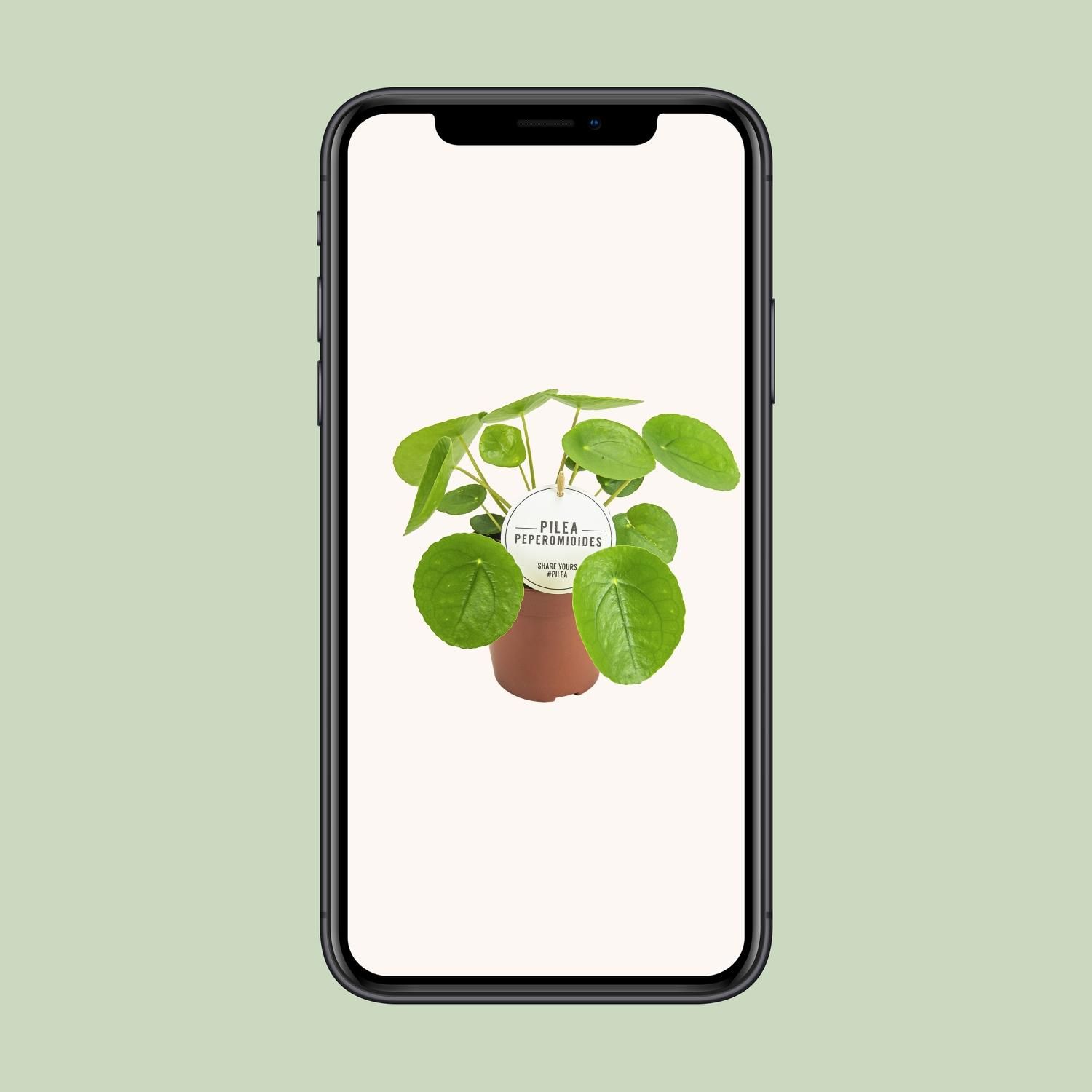 Pilea Peperomioides – Elegante Aluminium-Pflanze für Innenräume