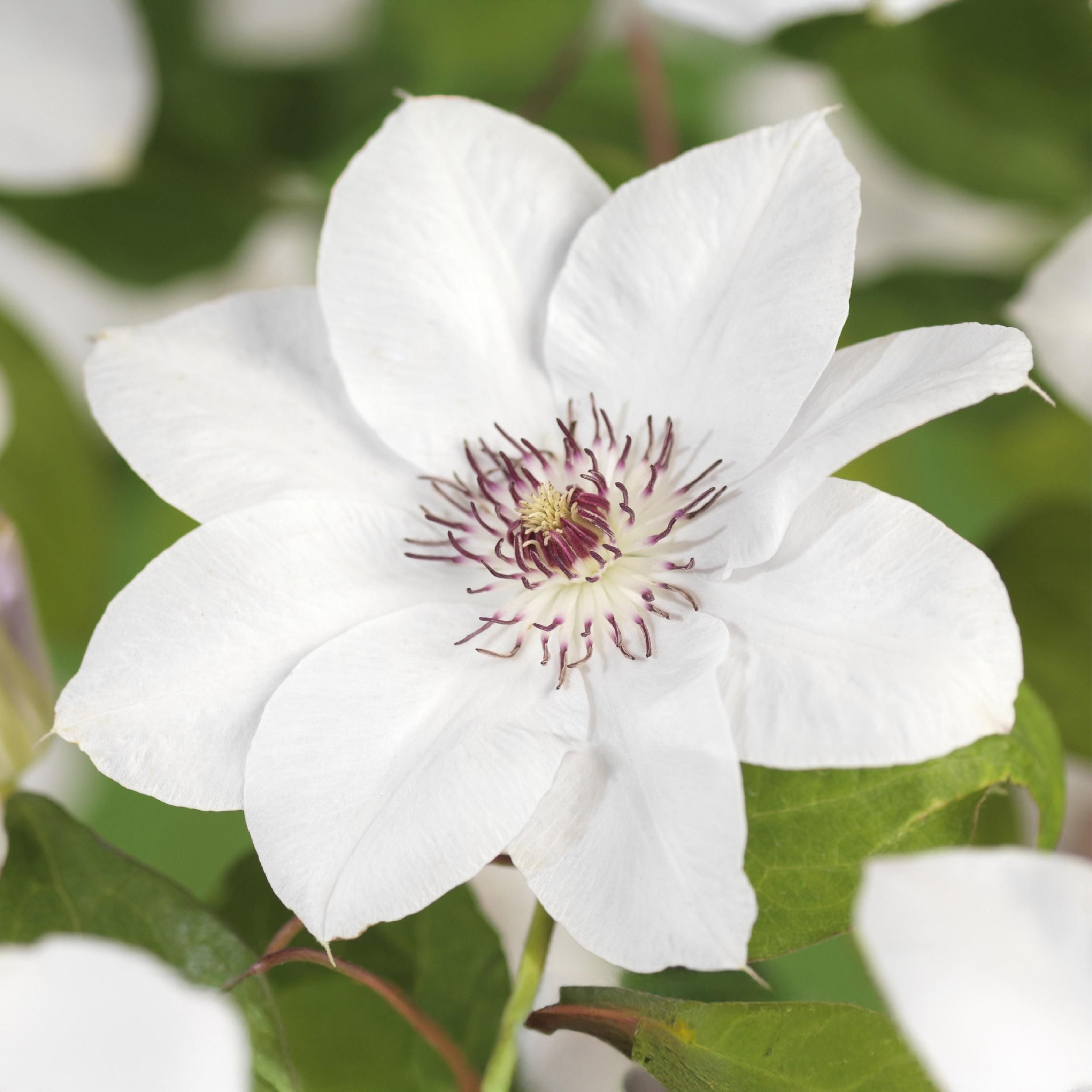 Clematis Miss Bateman – 2 Pflanzen – Kletterpflanze Rosa – Wenig Pflege