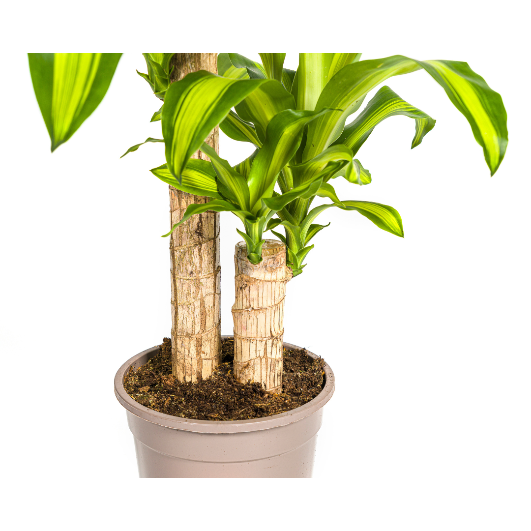 Drachenbaum Massangeana Ø19cm – 70-90cm Hoch