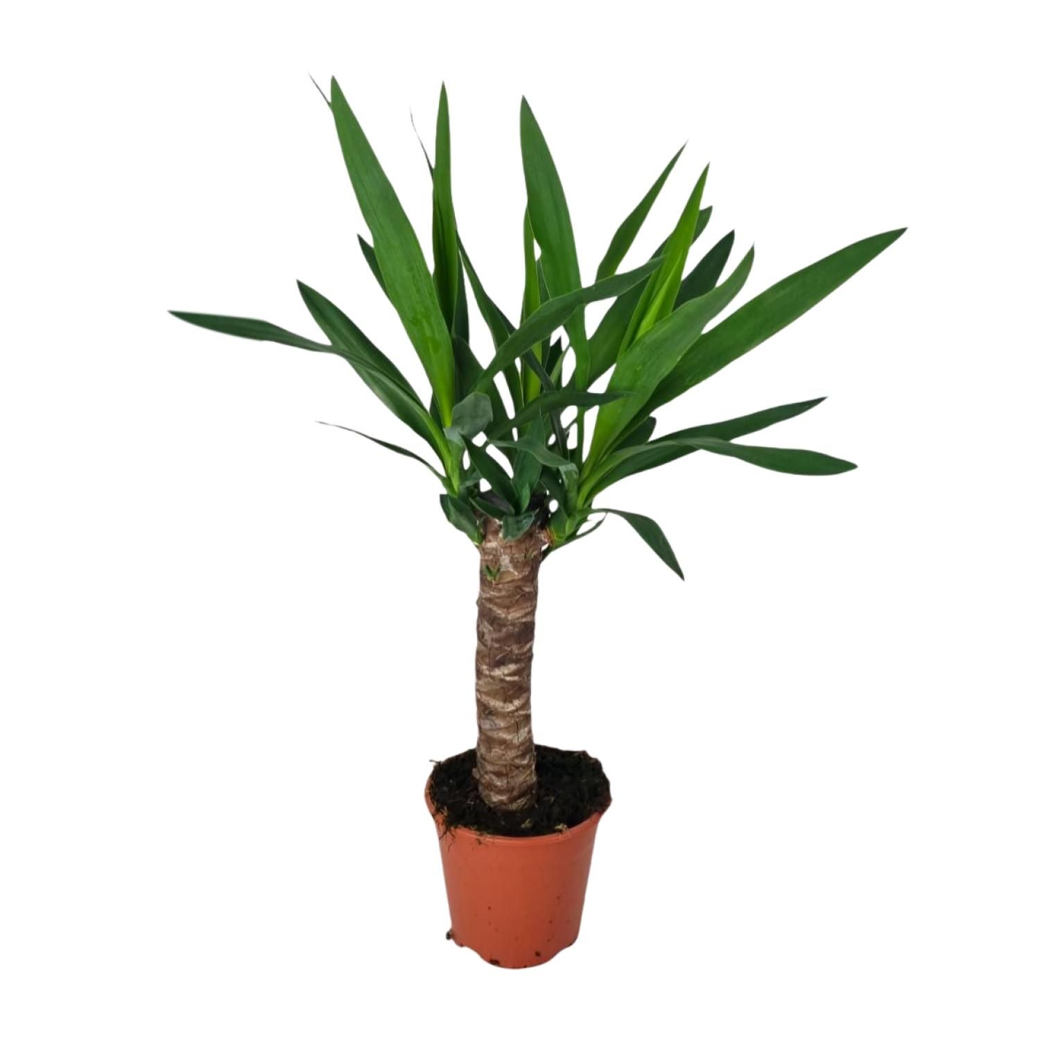 Elegante Yucca Zimmerpflanze mit Luftreinigung