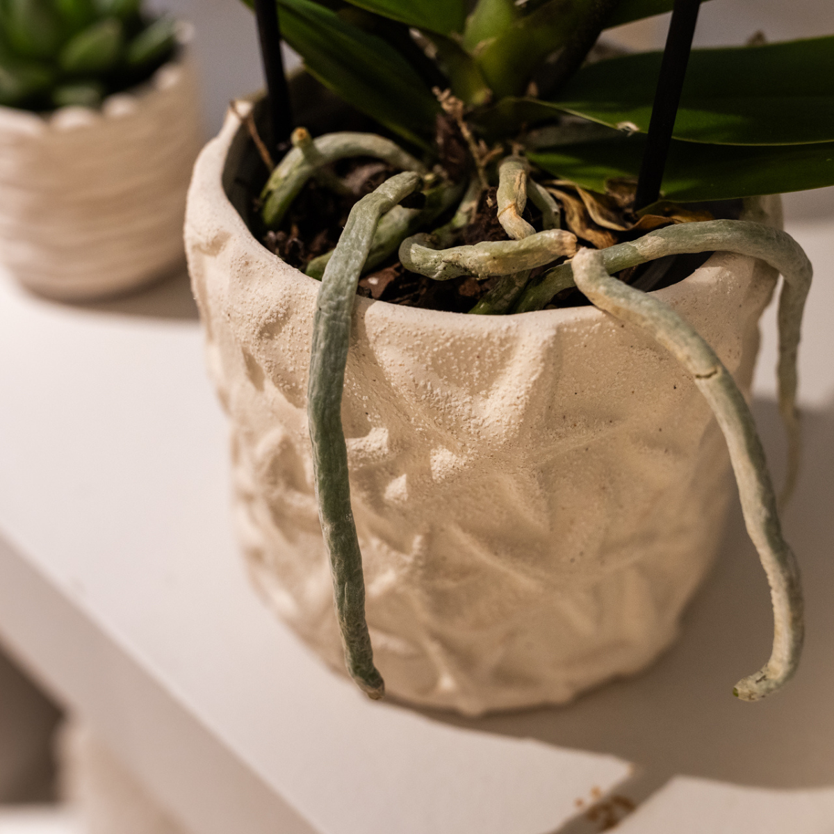 Star Fish Dekotopf – Off White – Ø6cm
