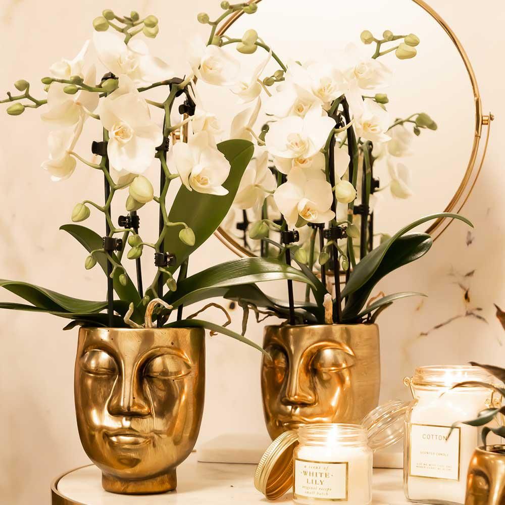 Phalaenopsis Orchidee Niagara Fall weiß